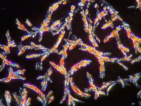Psychedelic microdosing in rats shows beneficial effects