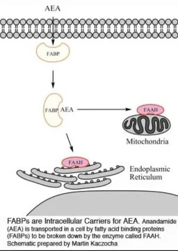 Discovery of Mechanism that Processes 'THC' Type Brain Compound May Lead to New Medicines for Pain, Addiction