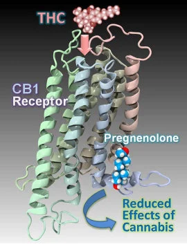 Molecule discovered that protects brain from cannabis intoxication