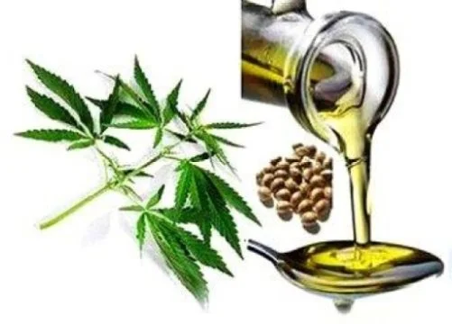 Hempseed oil packed with health-promoting compounds