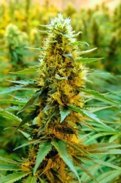 Botanists conduct first large-scale genetic study of marijuana, hemp