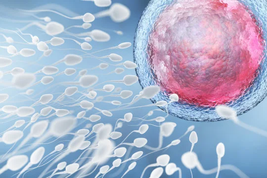 'Marijuana receptor' might hold the key to new fertility treatments for men