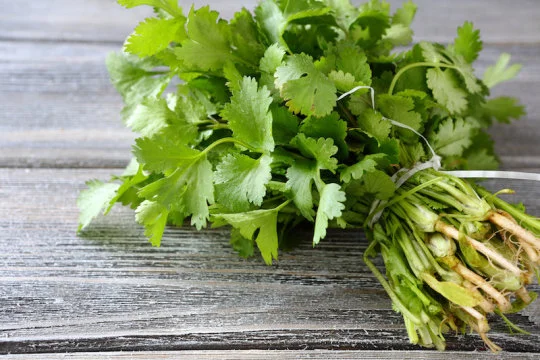 New study explains the molecular mechanism for the therapeutic effects of cilantro