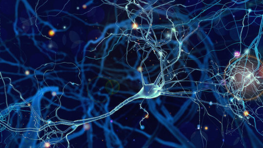 Brain networks come 'online' during adolescence to prepare teenagers for adult life