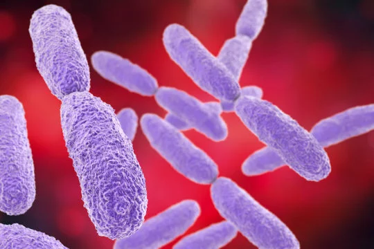 Gut bacteria influence brain development