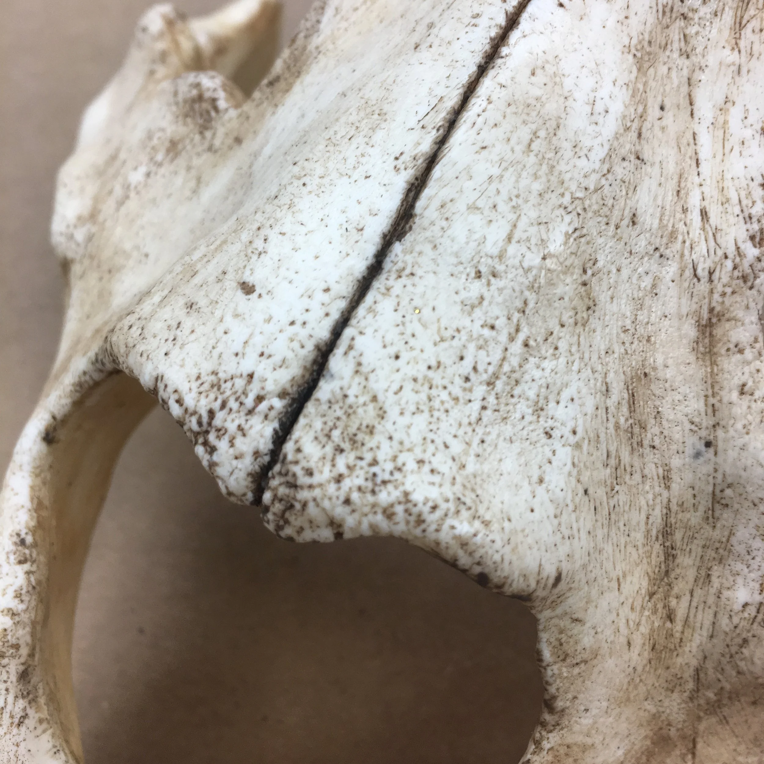 Commissioned Animal Skull Mask Detail