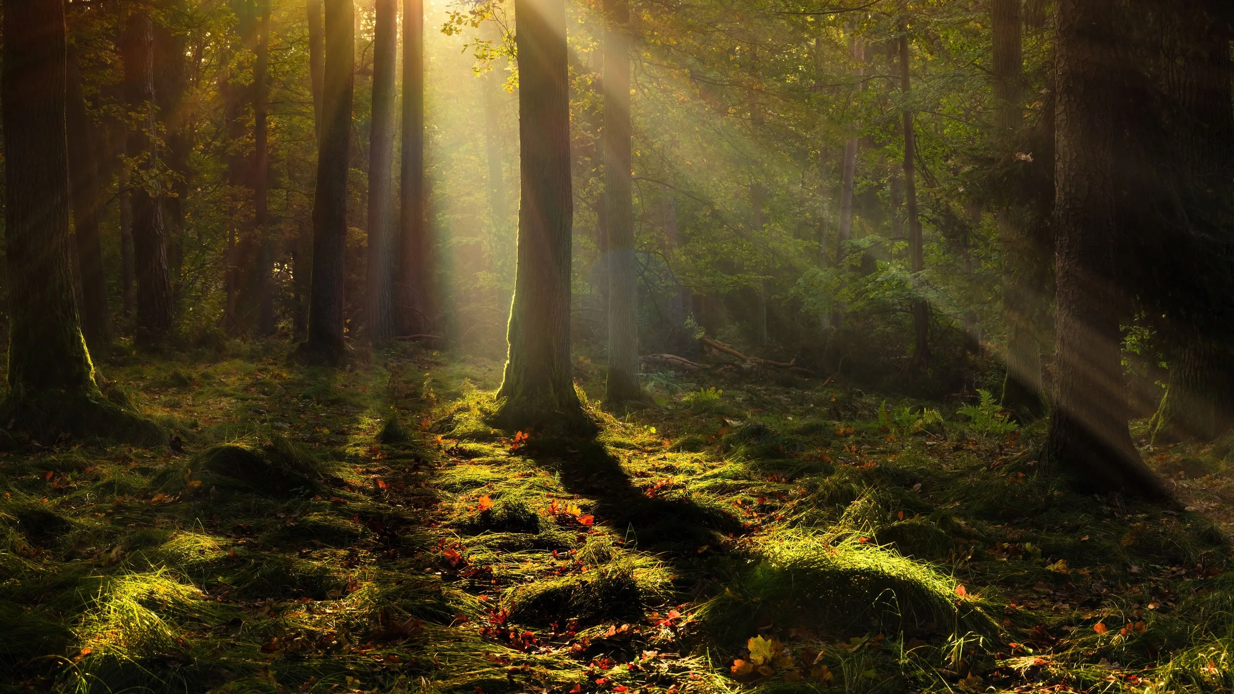 forest-trees-light-7680x4320-9607.jpg