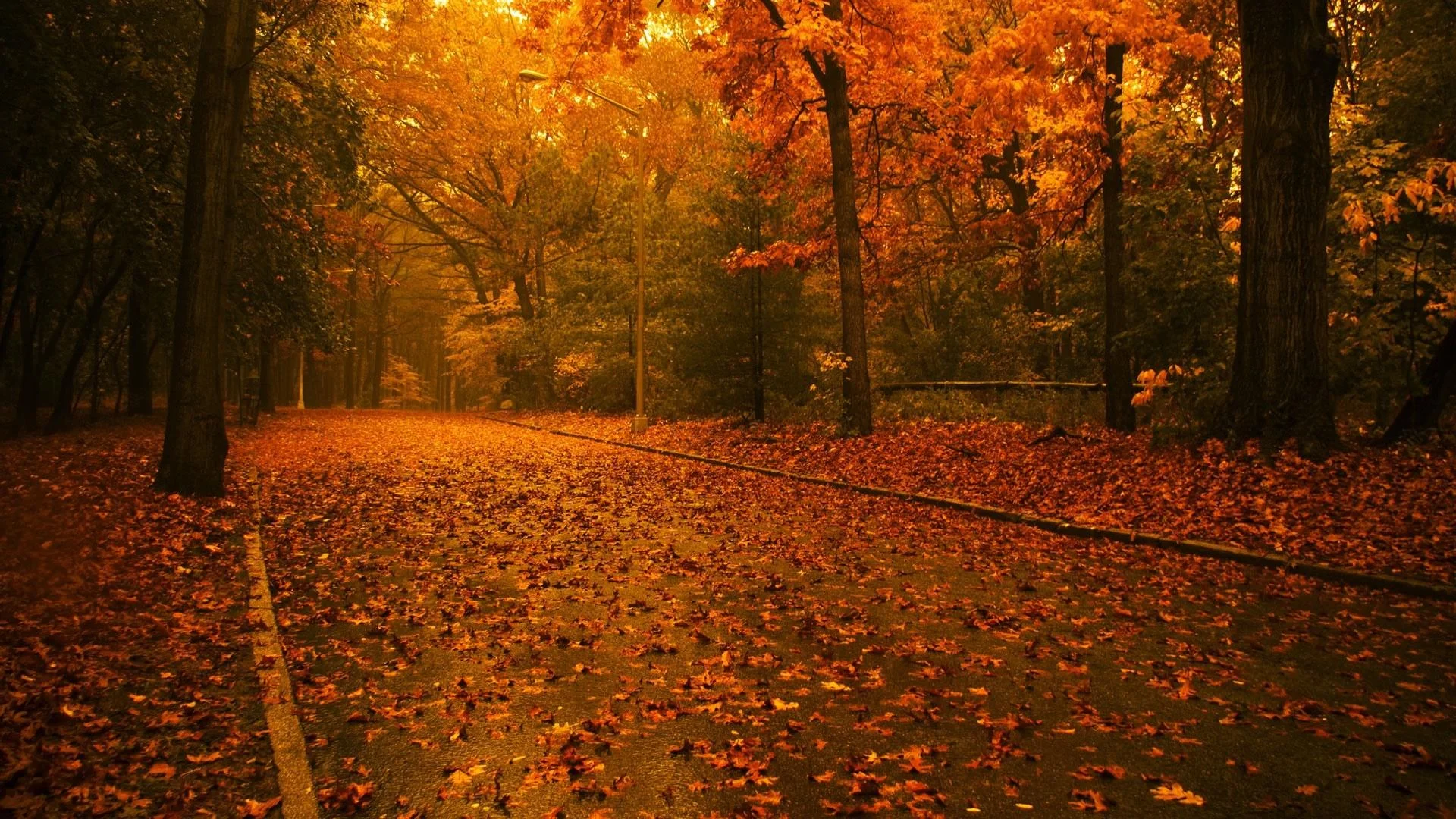 hd_autumn_hd_nature_hd_wallpaper_hd.jpg