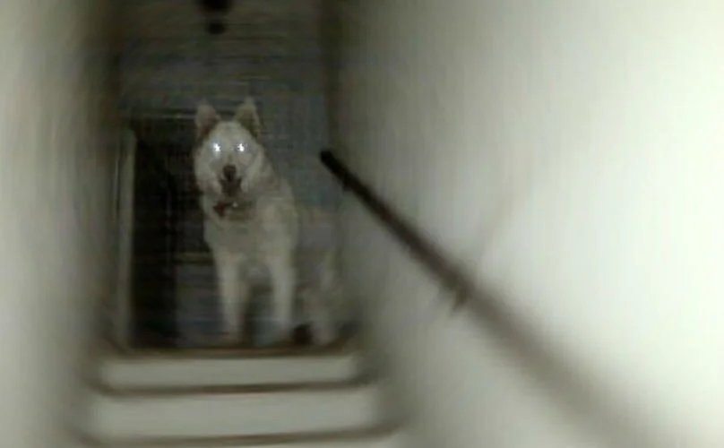 ghostFT1.jpg
