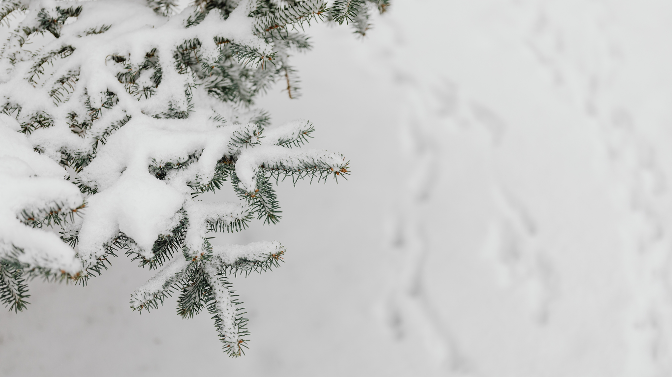 Untitled design (61).png