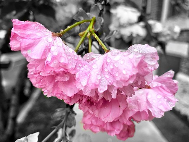Here is a series that I call ODF (Oregon District Flowers)