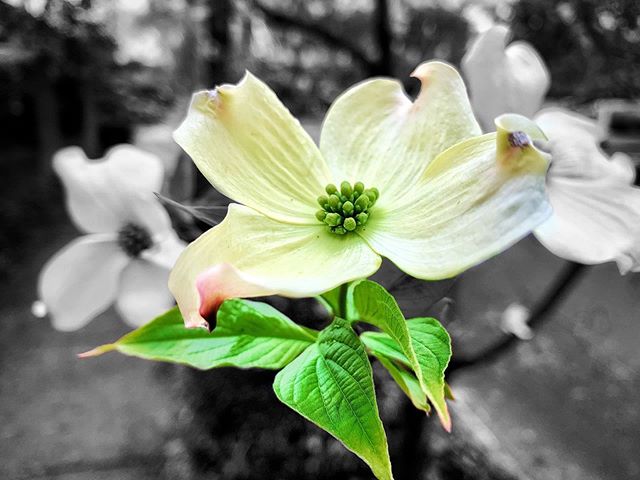 ODF (Oregon District Flower) number 2