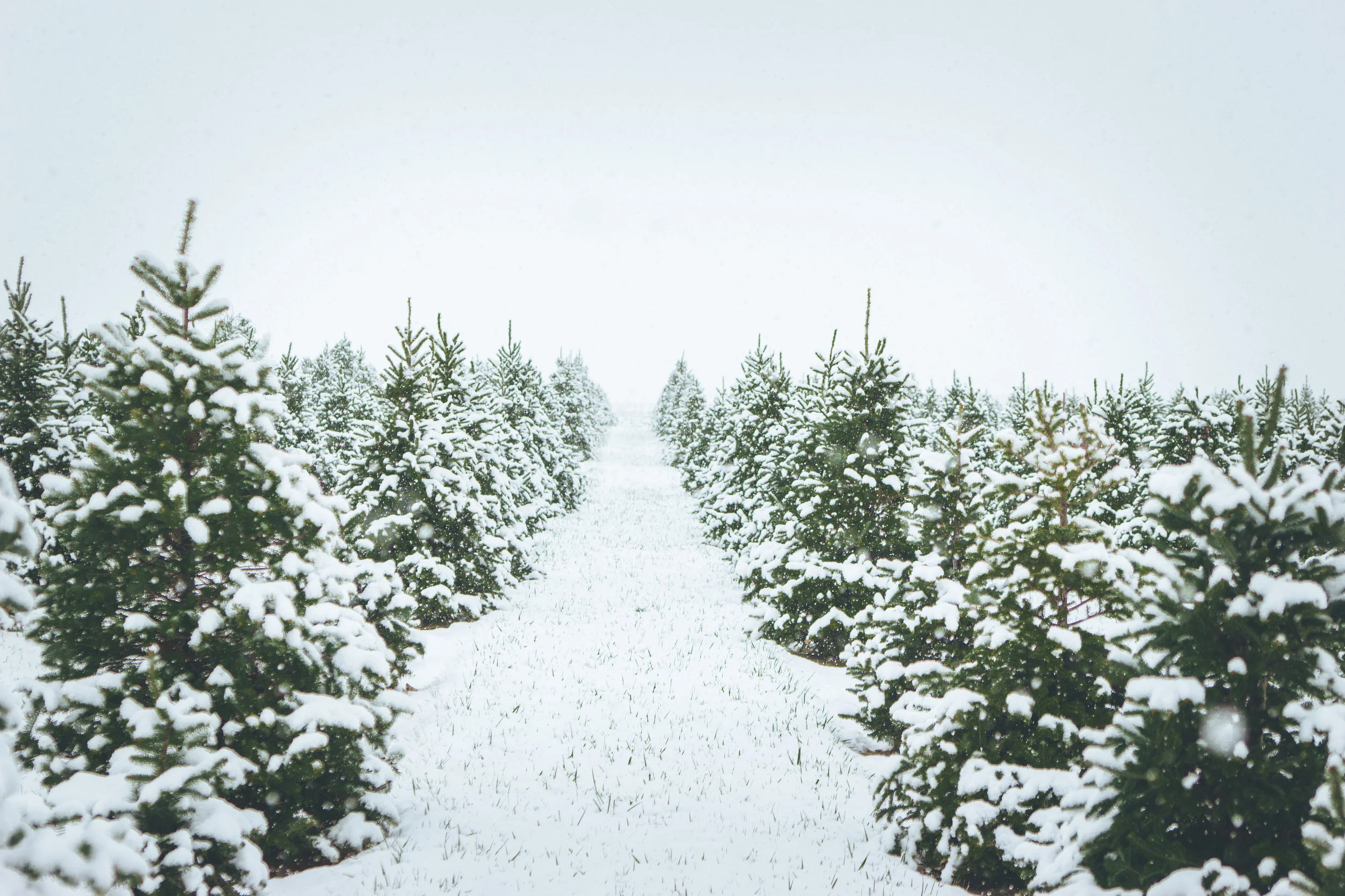 Rows and rows of hand-trimmed trees at bomke's patch! :)