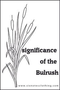 Bulrush in the Bible