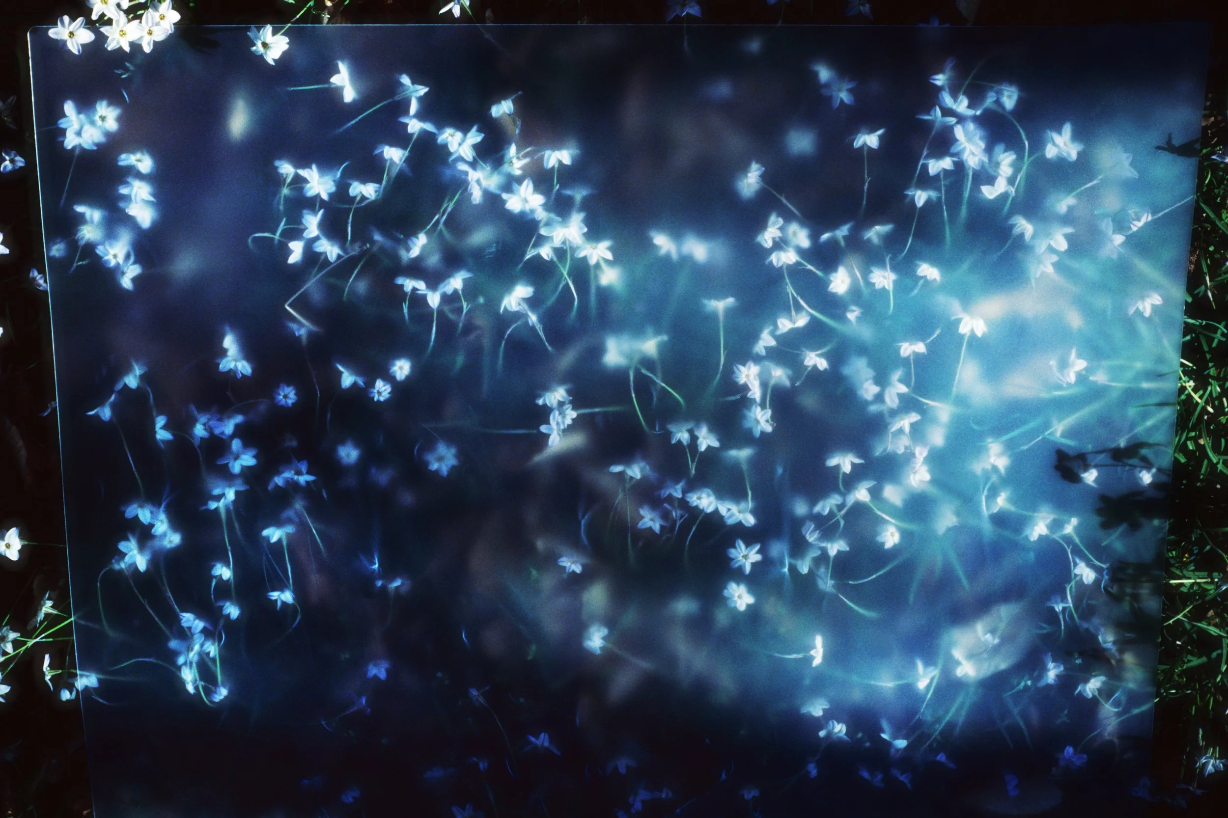 MaggyTulip_25_2 5(14) copy.jpg