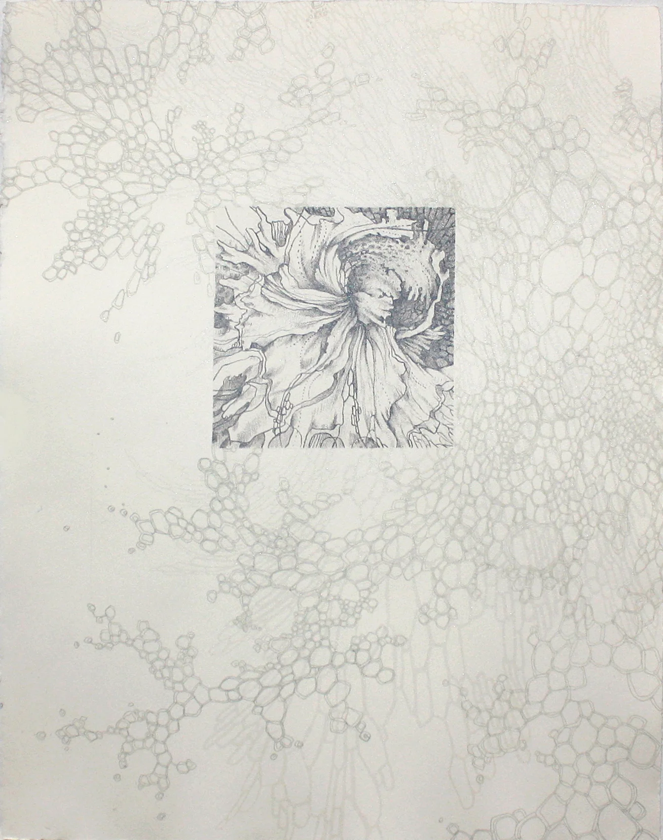 The Exquisite Silver-Lace Orchid
