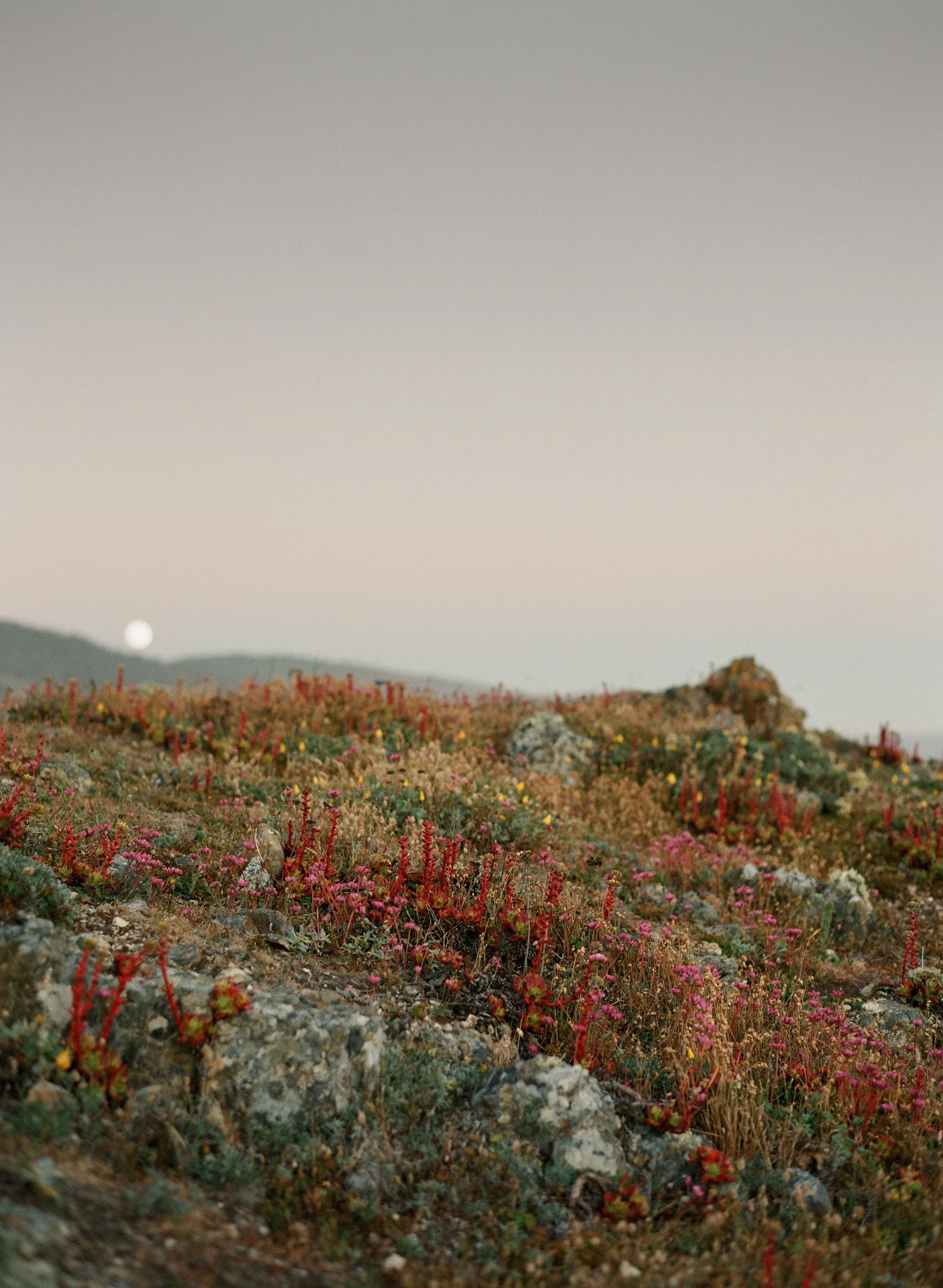 SeaRanch-JTombs-004.JPG