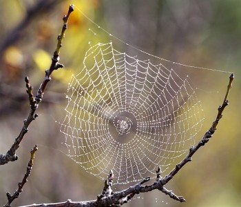 The Web of Life