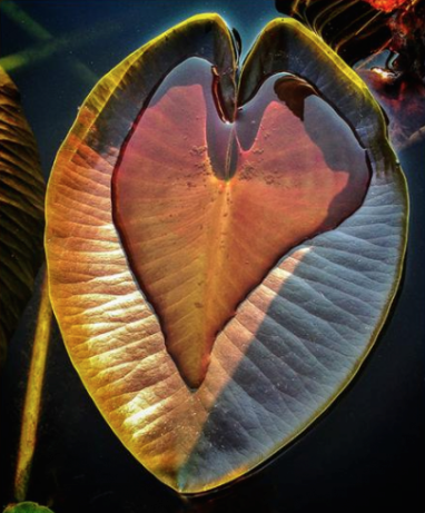 The Nature of the Heart is to Hold...