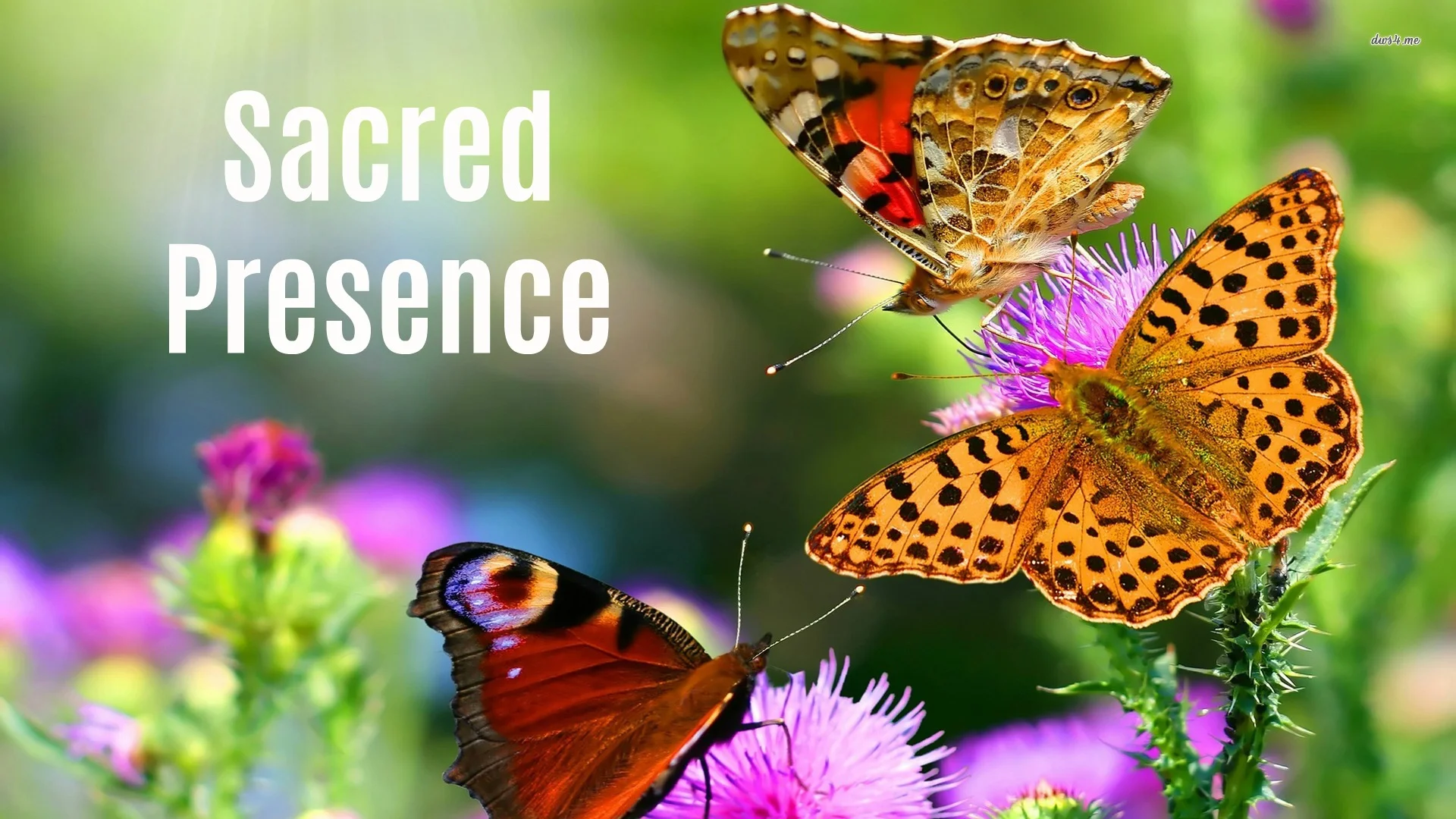 Sacred Presence.jpg