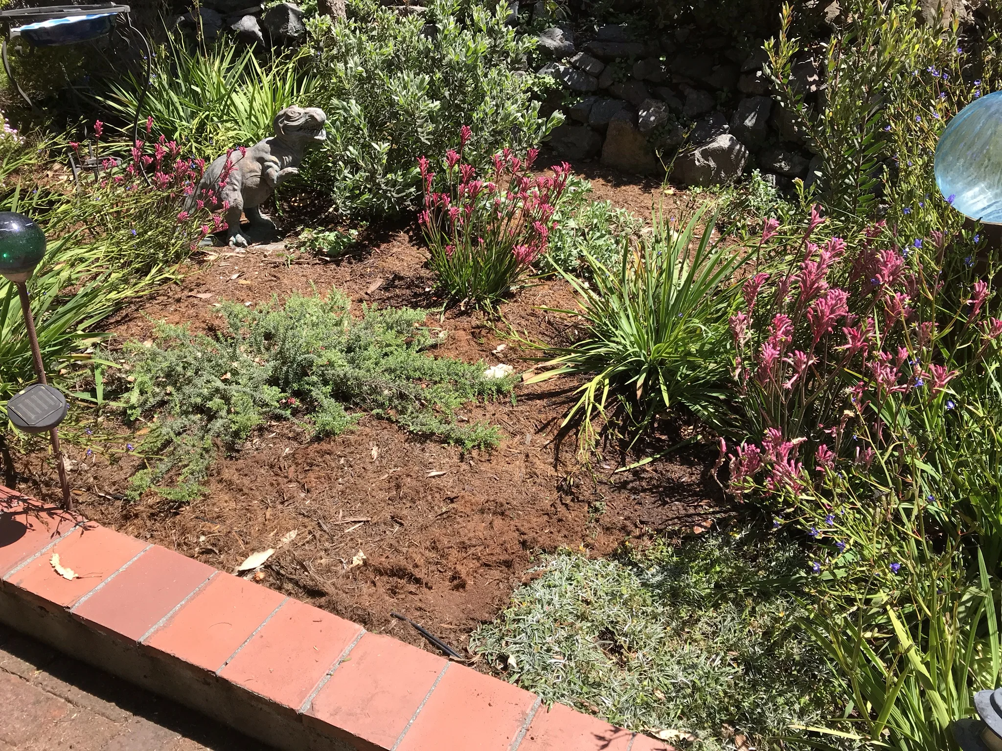 Bay Wise Gardens designed a planting that is beautiful and drought tolerant in this Pt. Richmond garden. Portions of the yard are exposed to high winds and salt spray from the bay. The plants chosen for these spots are adapted to harsh seaside conditions. Other sections of the garden include a cactus garden and an oak woodland plant community. After planting we installed drip irrigation and mulched on top of that to create a polished finish.