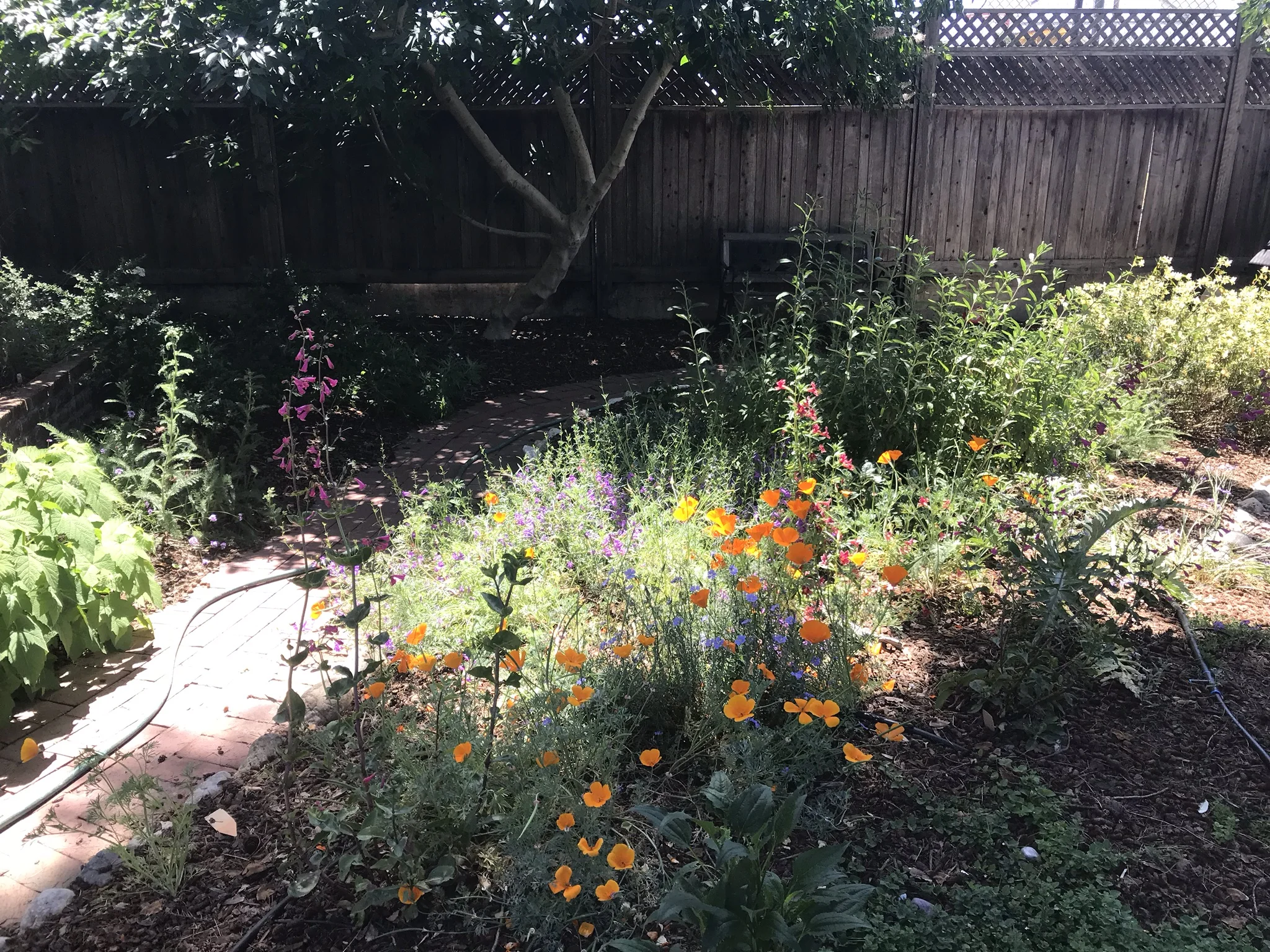 This garden features all California Native plants and is in the Fruitvale region of Oakland, California. Bay Wise performed a lawn replacement in a portion of this yard. The existing lawn was killed by stifling with black plastic over the summer. We amended the soil with rich compost and planted a design by Bay Wise Gardens which features all California Native plants that do well in Oakland. The install was completed with a drip irrigation system and a top layer of mulch. Another aspect of this garden is a waterfall the client wanted to vegetate. Bay Wise designed a water loving planting for the borders of the waterfall mimics a riparian habitat along a creek in the Bay Area to give the garden a natural feel.