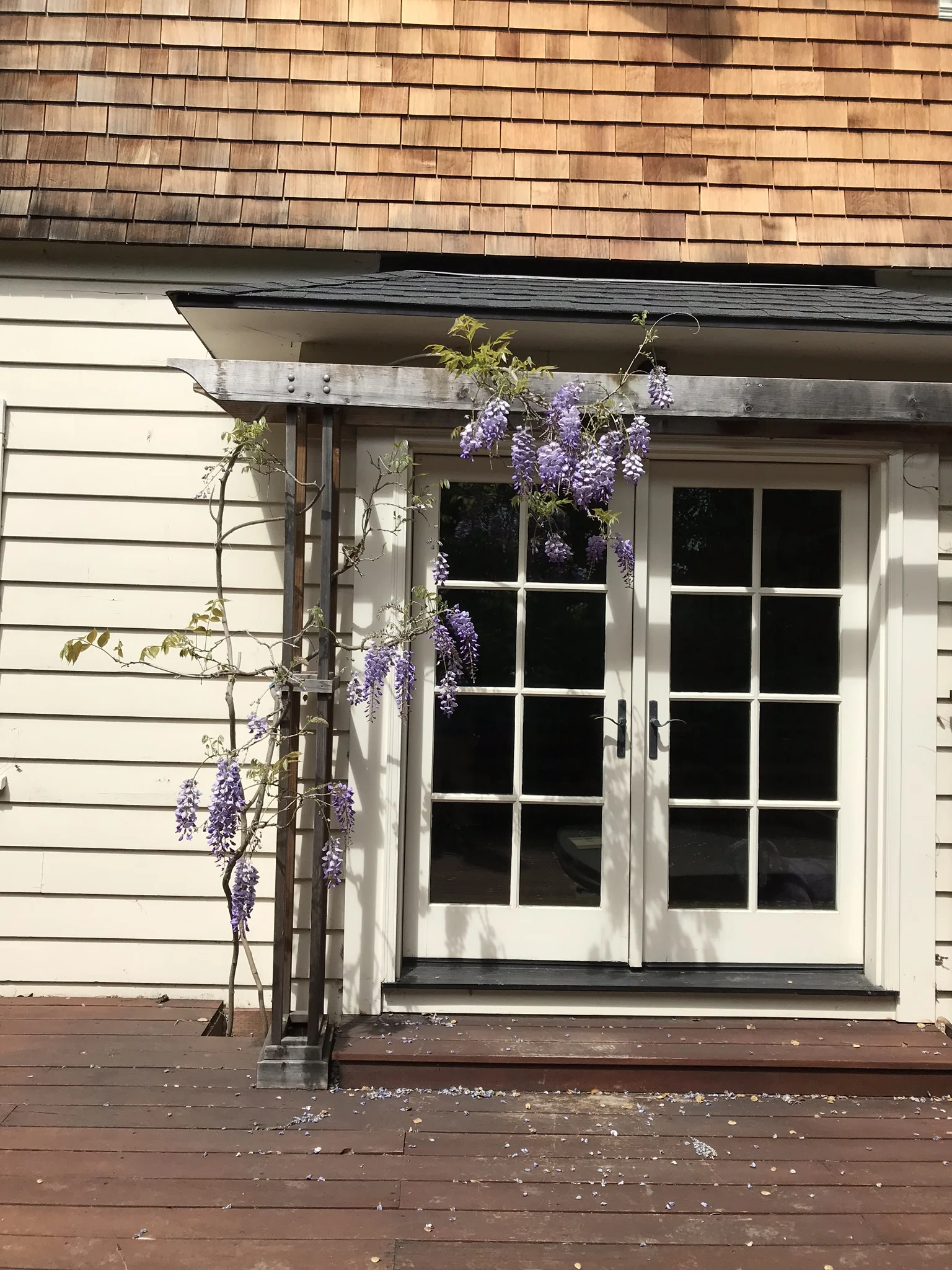 Wisteria AFTER pruning
