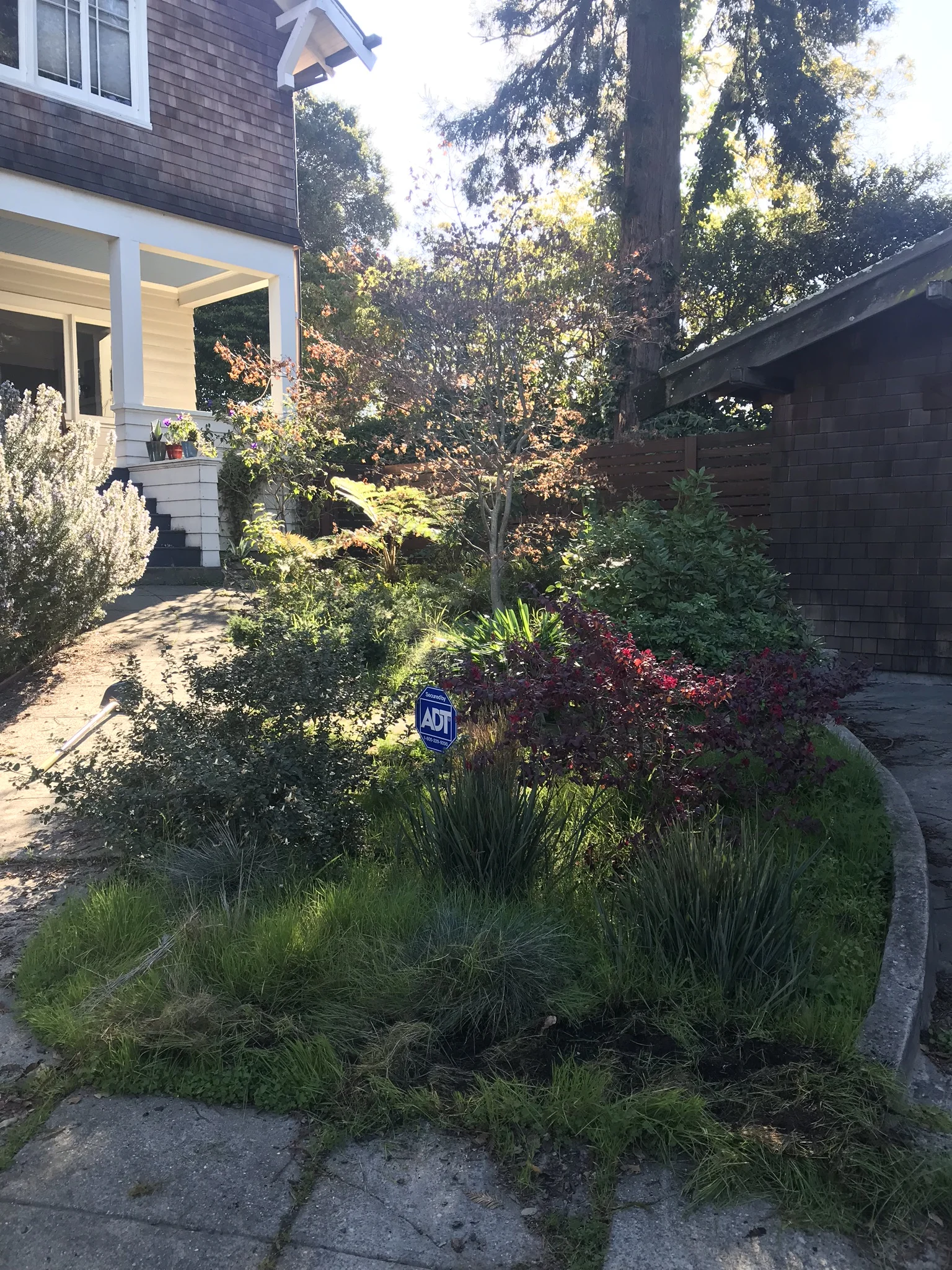 Front BEFORE weeding and sheet mulching