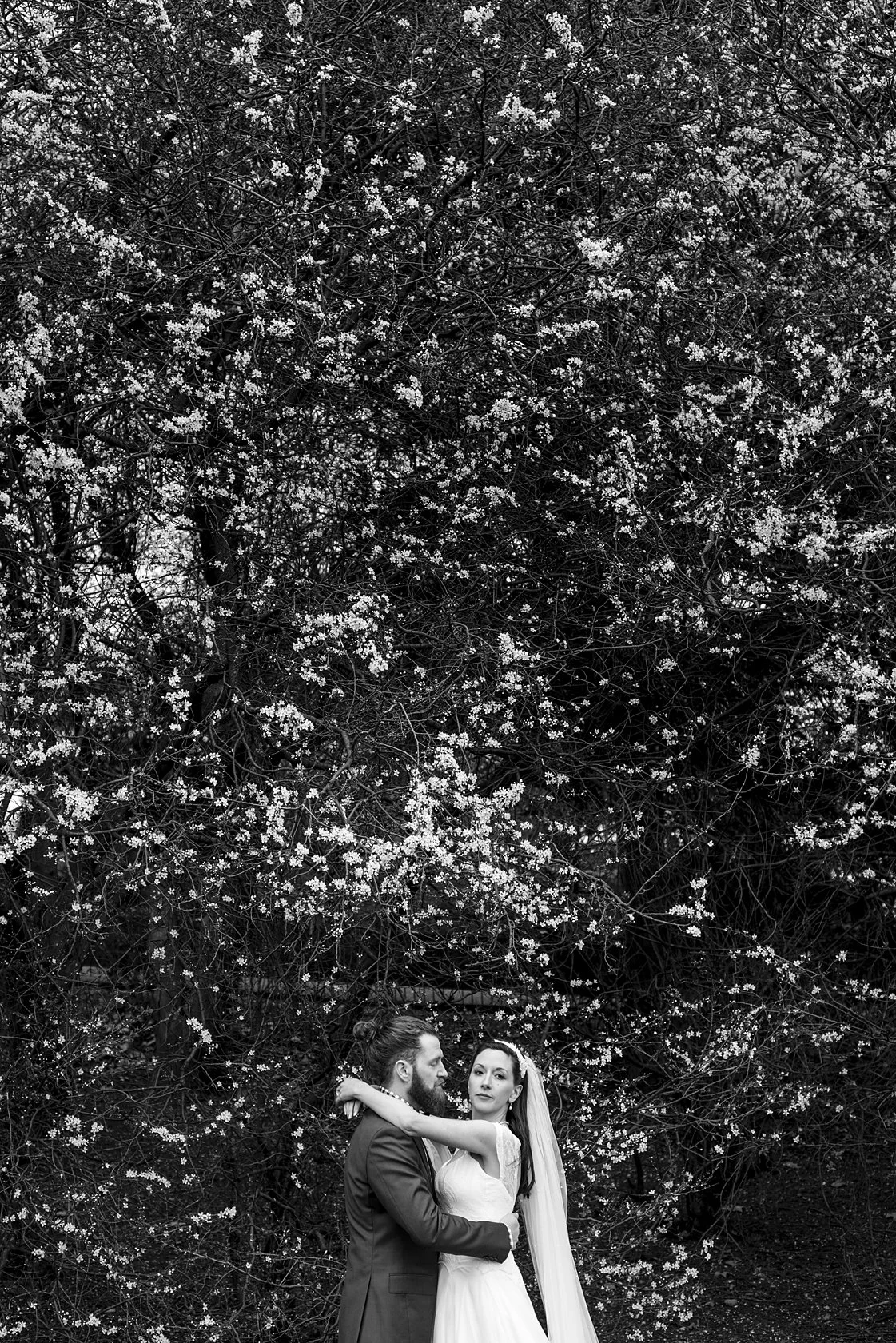  Newlywed couple embracing beneath a tree in blossom, London. Candid portrait by Chris Perona. 