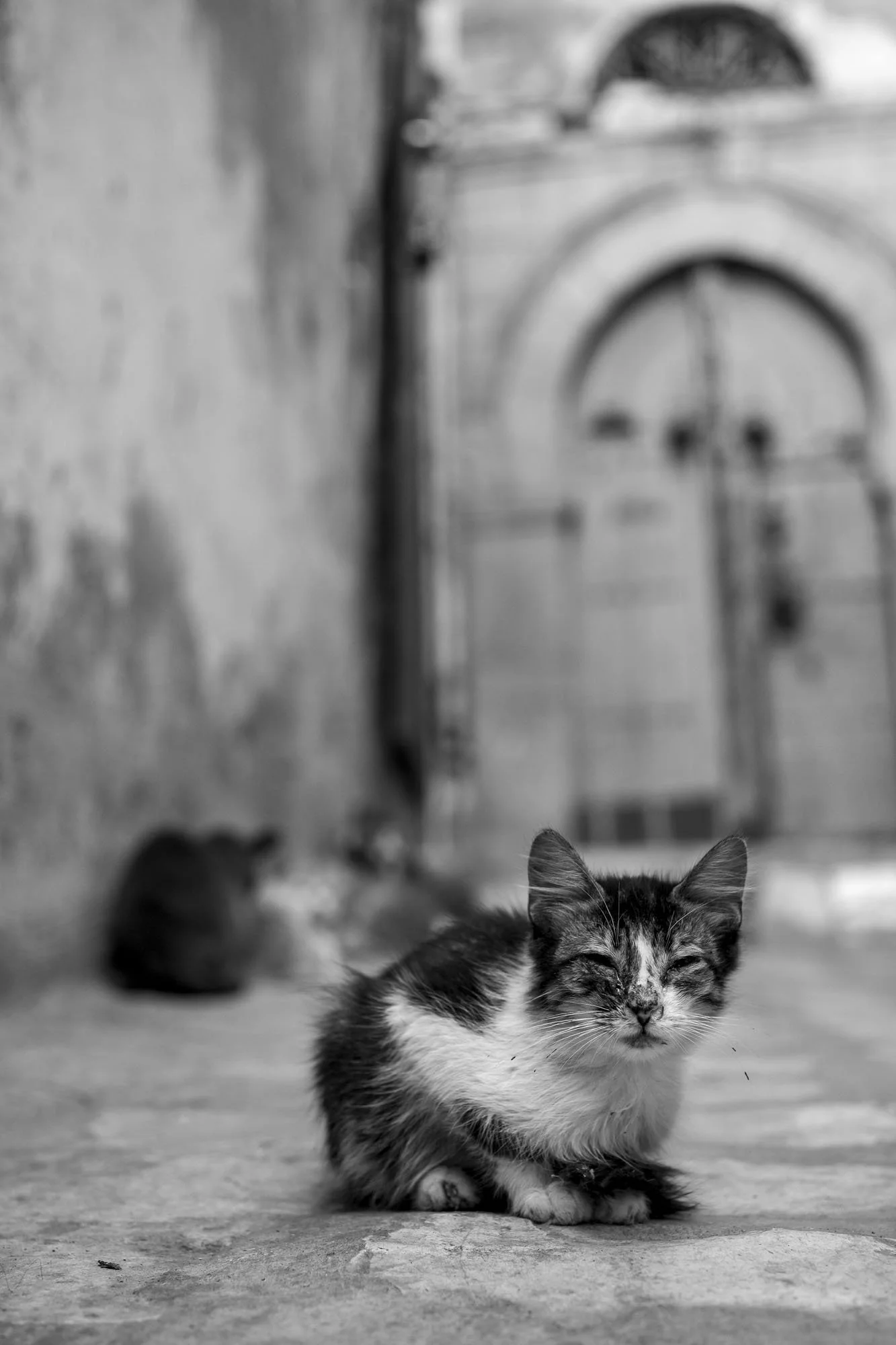  Kitten sitting in a cobbled alley before an arched doorway, medina of Tunis. Black-and-white street photograph by Chris Perona. 