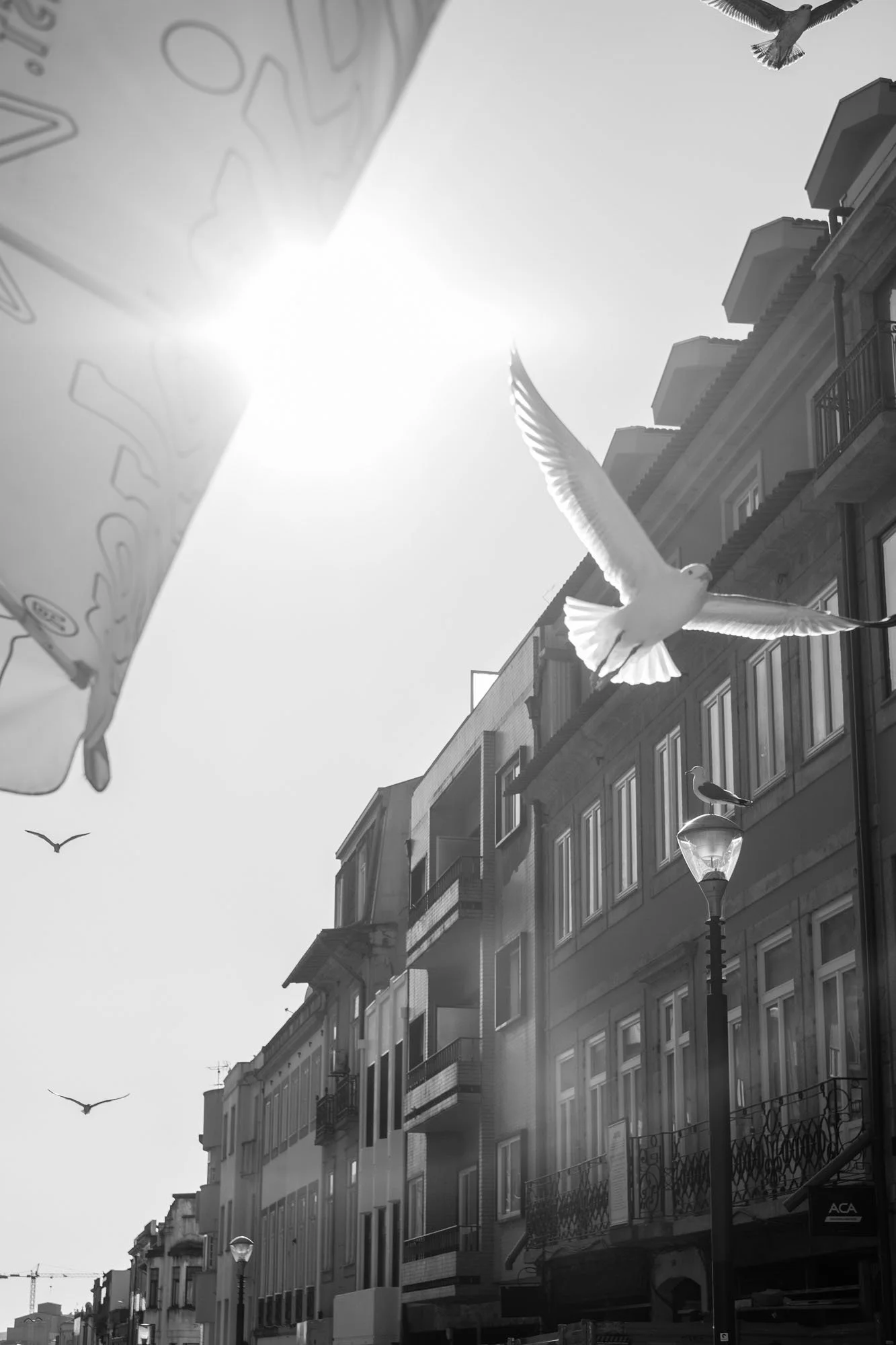  Seagull flying against the bright sun above a street of tall façades, Porto. Black-and-white street photograph by Chris Perona. 