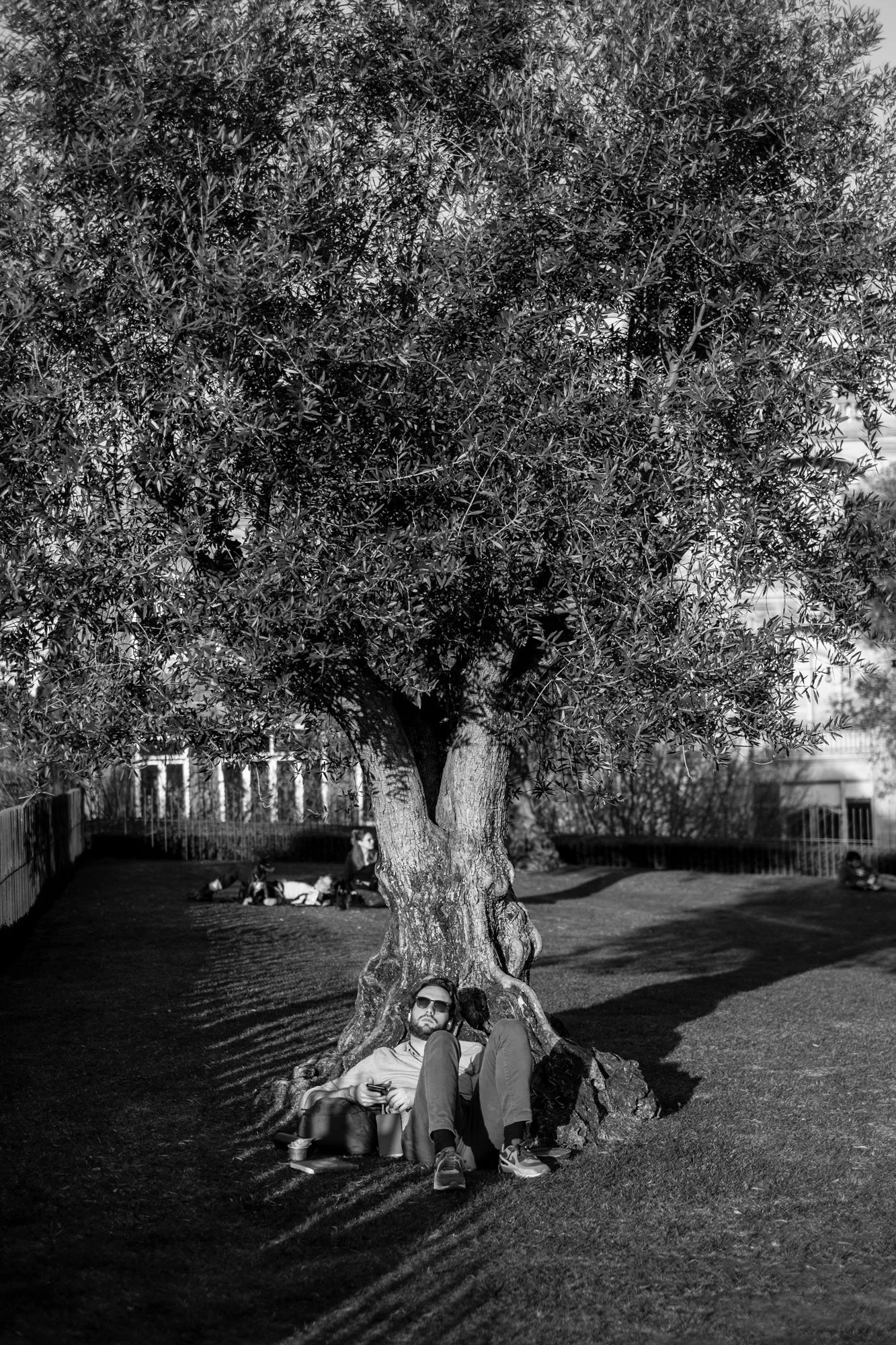  Person resting at the foot of an old olive tree in a sunny square, Porto. Black-and-white street photograph by Chris Perona. 