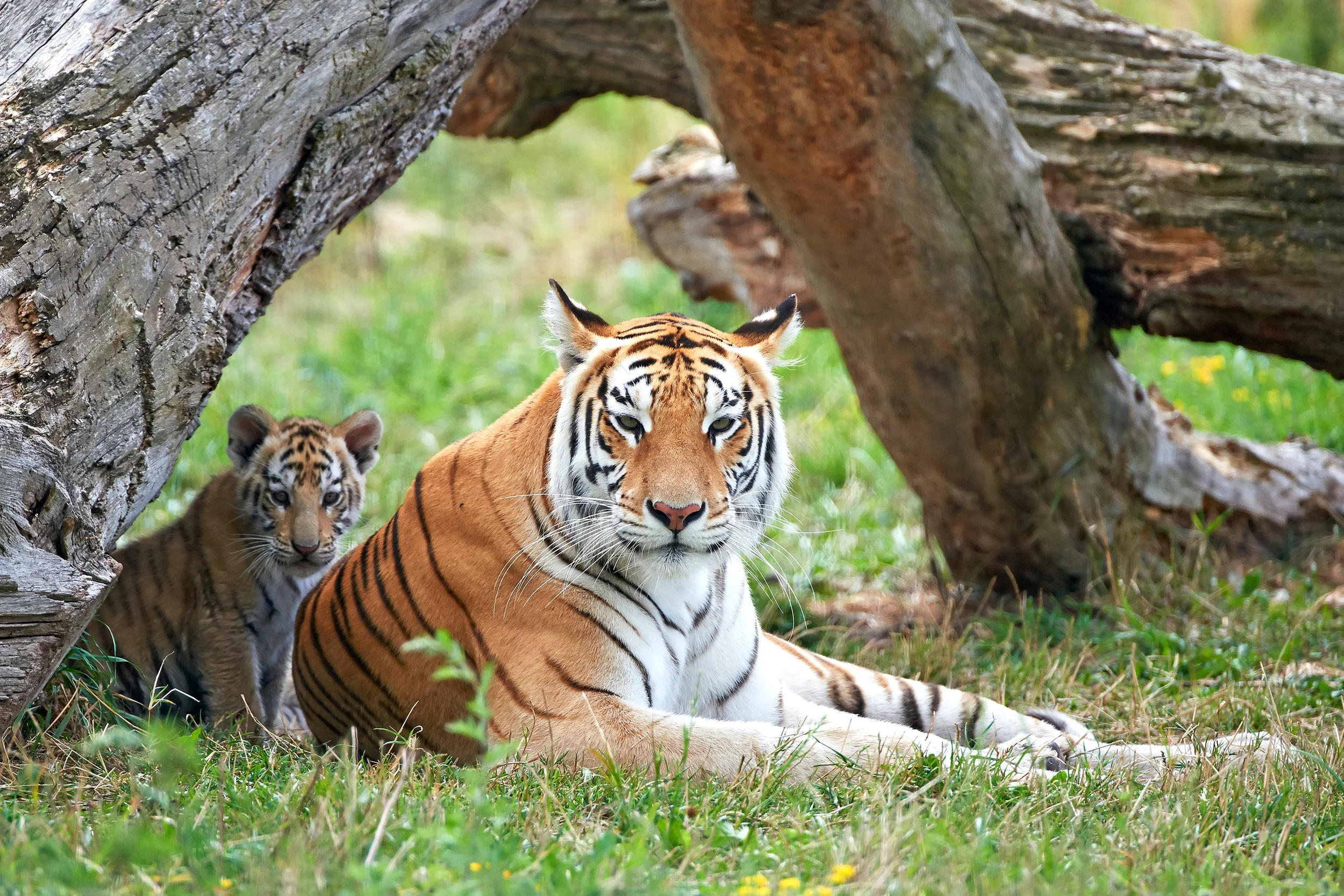 Rattling Cages Without Losing Your Tigers