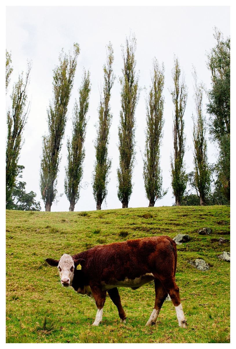 ellen richardson dawn chapman photography auckland, rainy portraits cornwall park cows vsco film