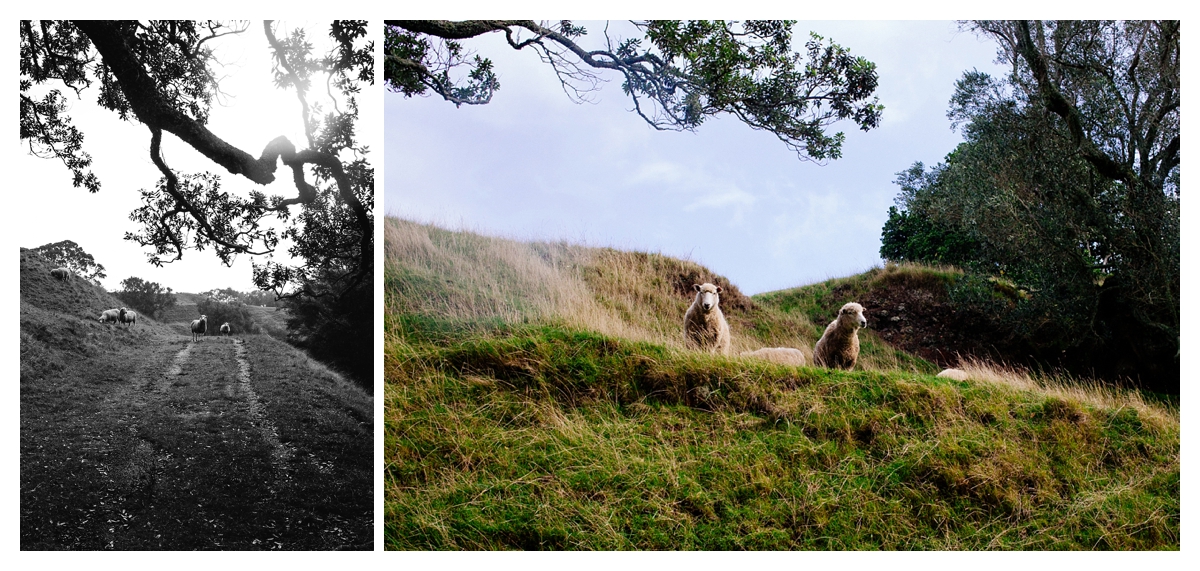 ellen richardson dawn chapman photography auckland, rainy portraits cornwall park vsco film