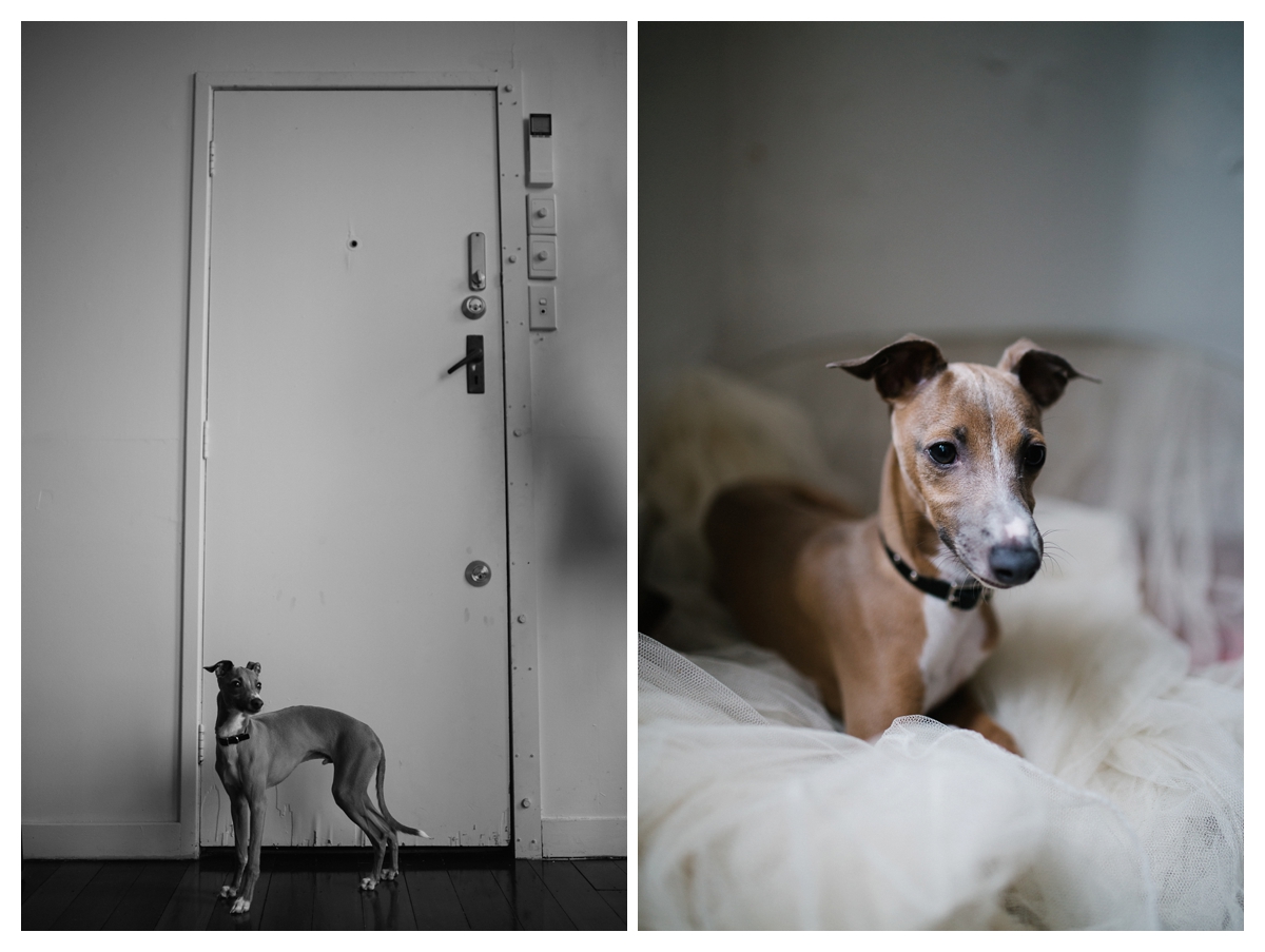 creative female photographers thievery studio auckland nico dog