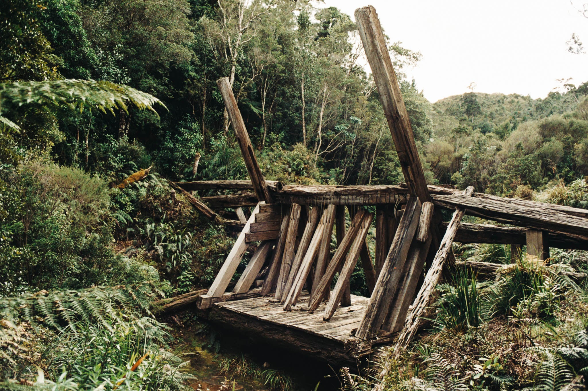  An old Kauri dam 