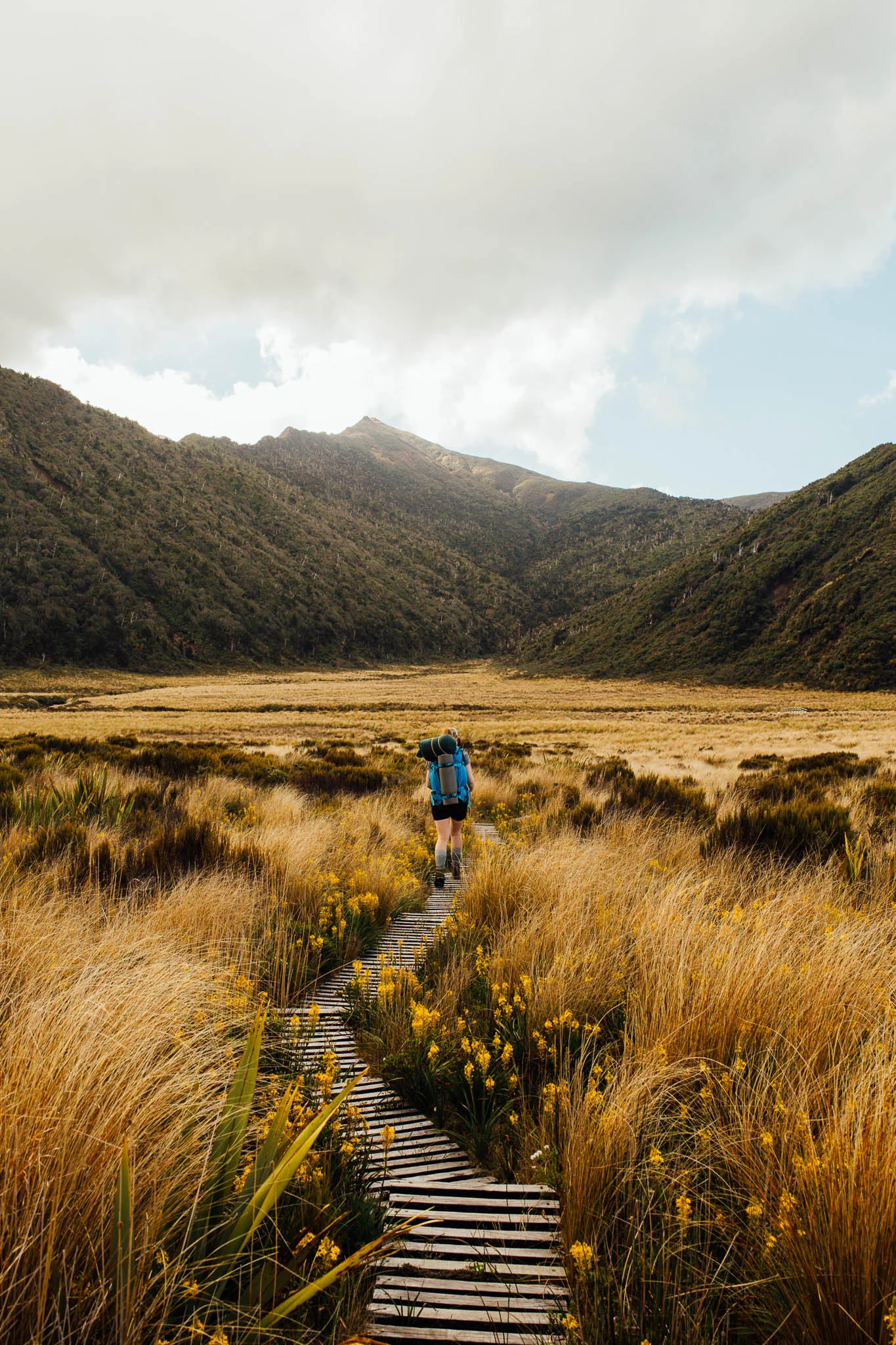 Dawn in Ahukawakawa Swamp