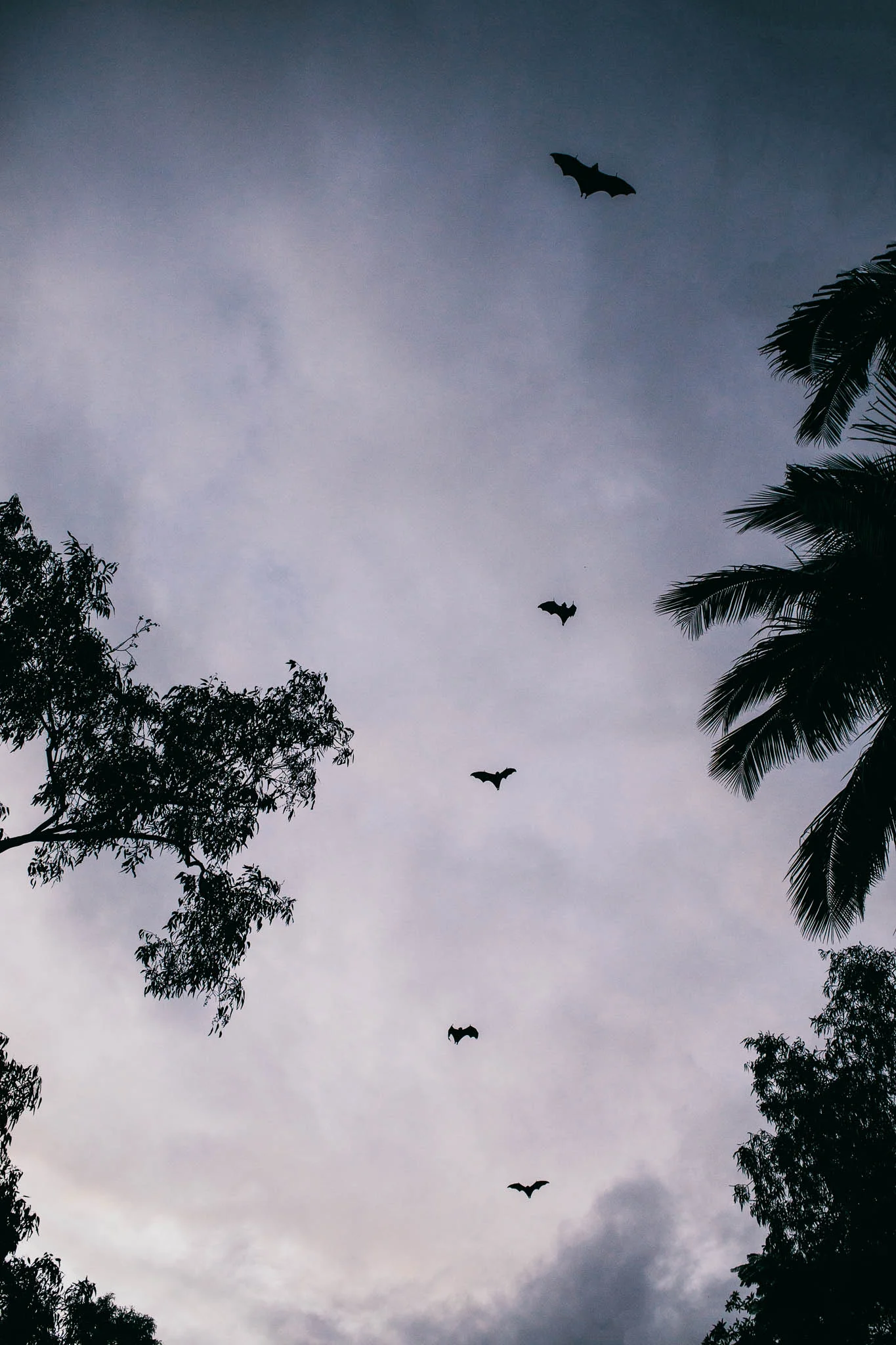 Bats at Twilight