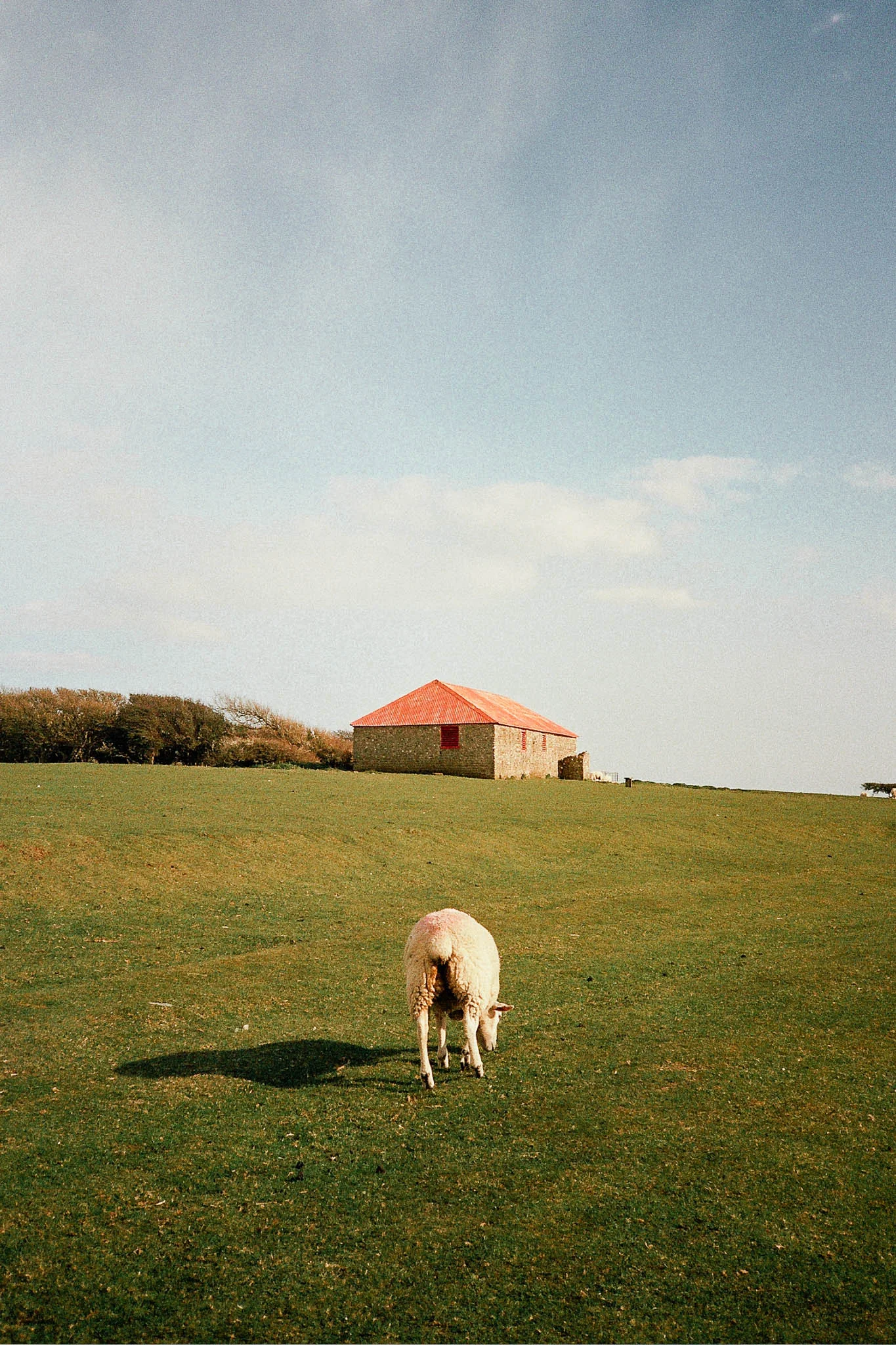 Sheep and Barn
