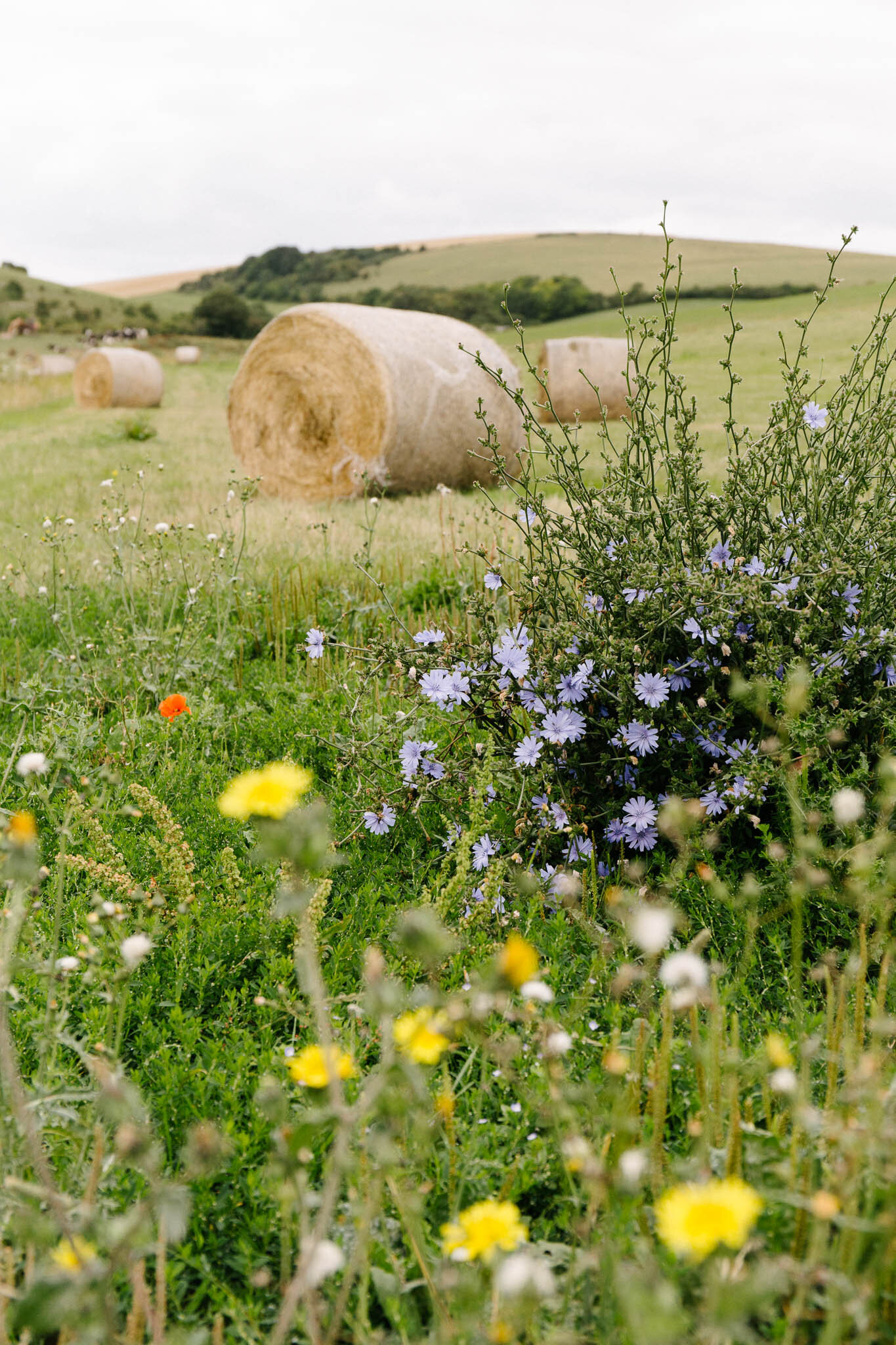 Ellen Richardson - Travel - South Downs Way-39.jpg