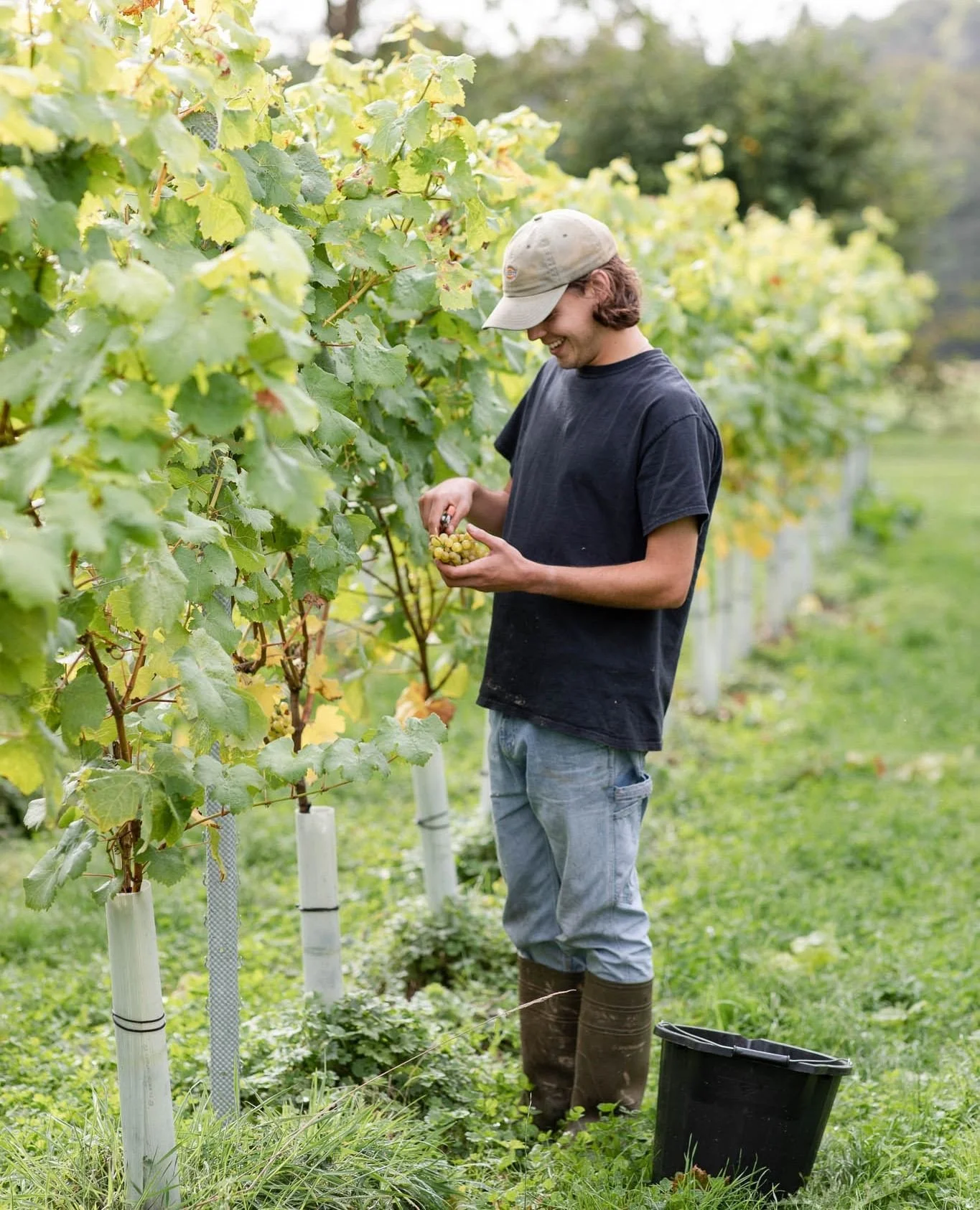 It&rsquo;s been an exceptional growing season for English vineyards this year 🍷 With the recent rains swelling the grapes, harvest is fast approaching. A huge undertaking, backed by the local community who work tirelessly through rain and shine to b