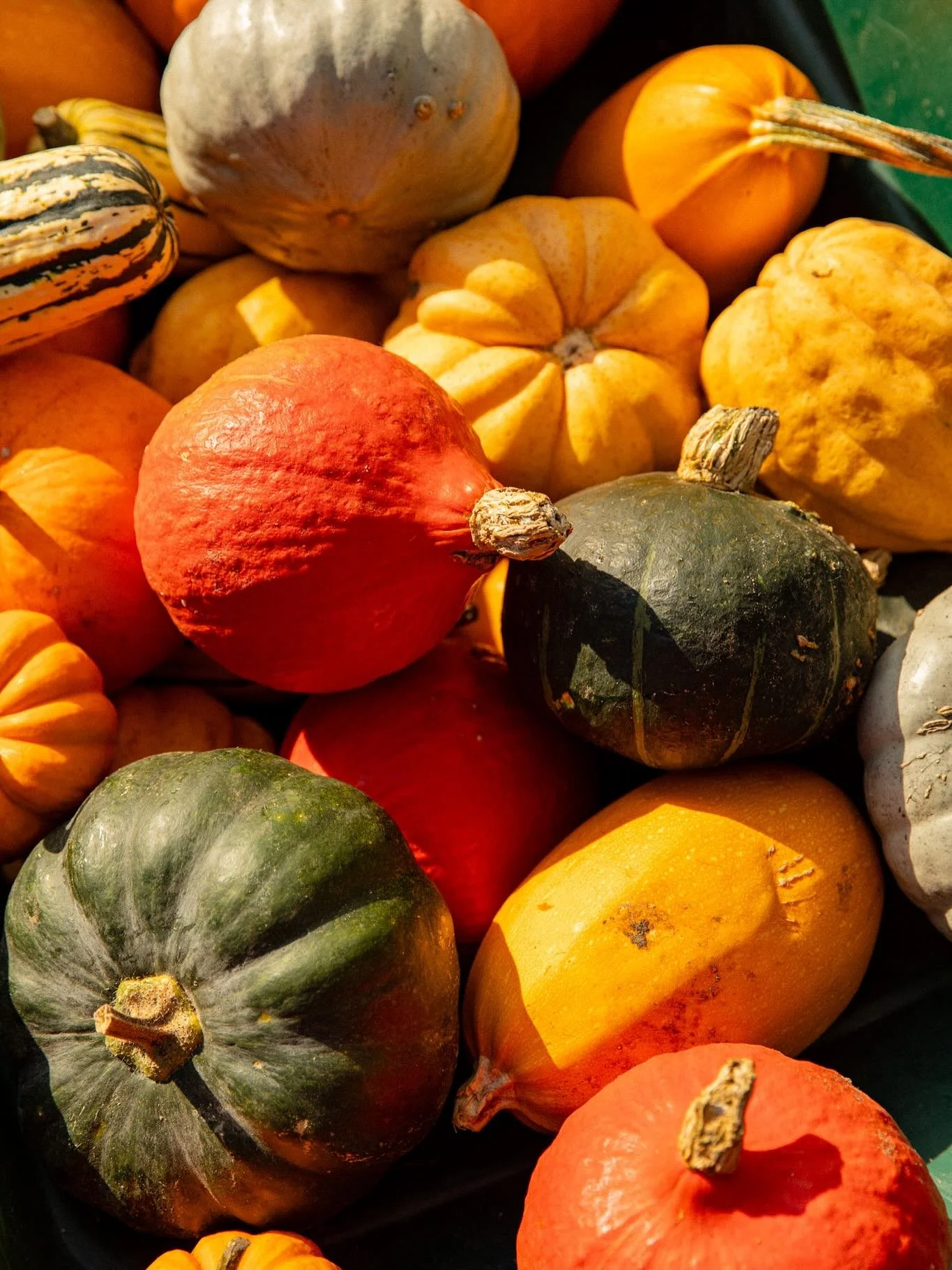 The produce of @aldeburghfood 🍂⁠
⁠
From towers of autumn squash to the infamous @pumpstbakery pastries, the festival was a celebration of East Anglia&rsquo;s finest - a feast of colour, craft and community. Seared scallops from @thesuffolkaldeburgh,