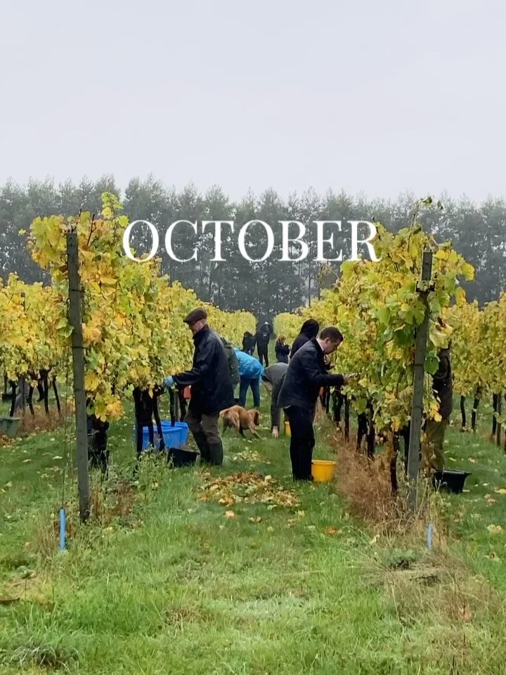 October you&rsquo;ve been a busy one! 🍂

Some shoot highlights from a cracking month -
1+2: @westwellwines in the rain 
3+4: @thecoalshed autumn menu 
5+6: brewing and pouring with @abyssbrewing 
7+8: seasonal produce at @furnarestaurant 
9: autumn 