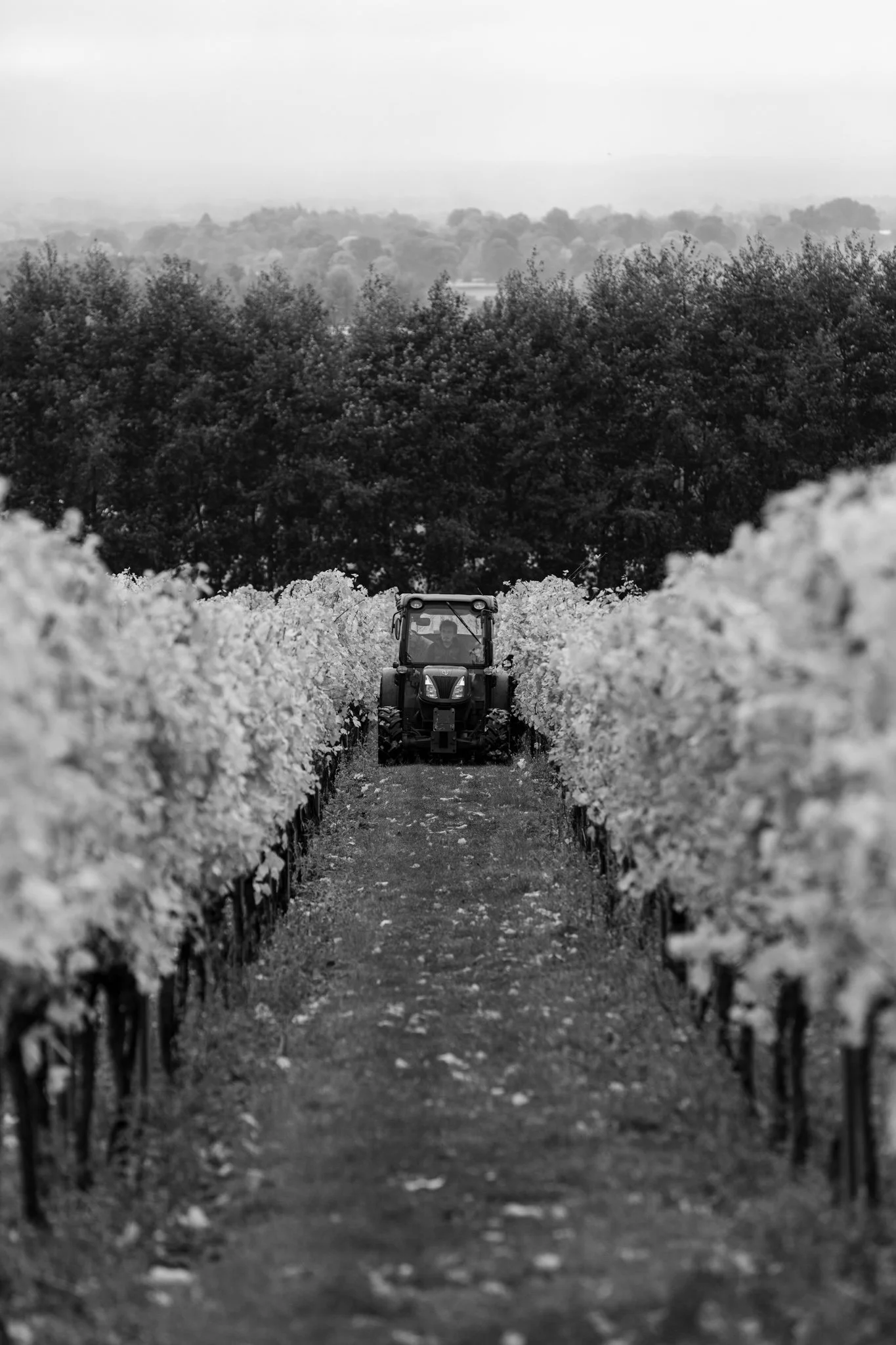 Ellen Richardson - Westwell Harvest 2025 BW-102.jpg