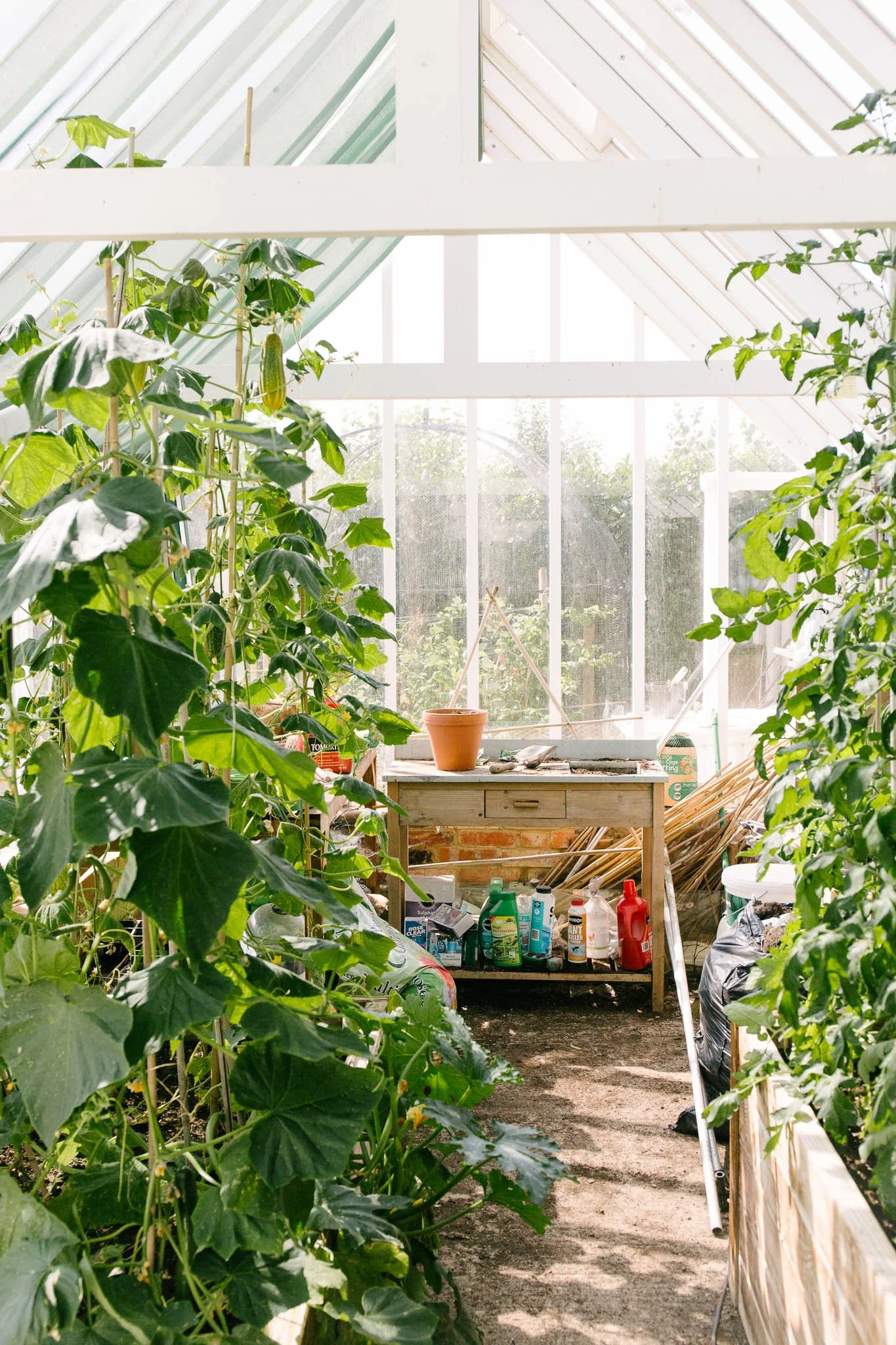 Ellen Richardson - Dillions - Greenhouse-14.jpg