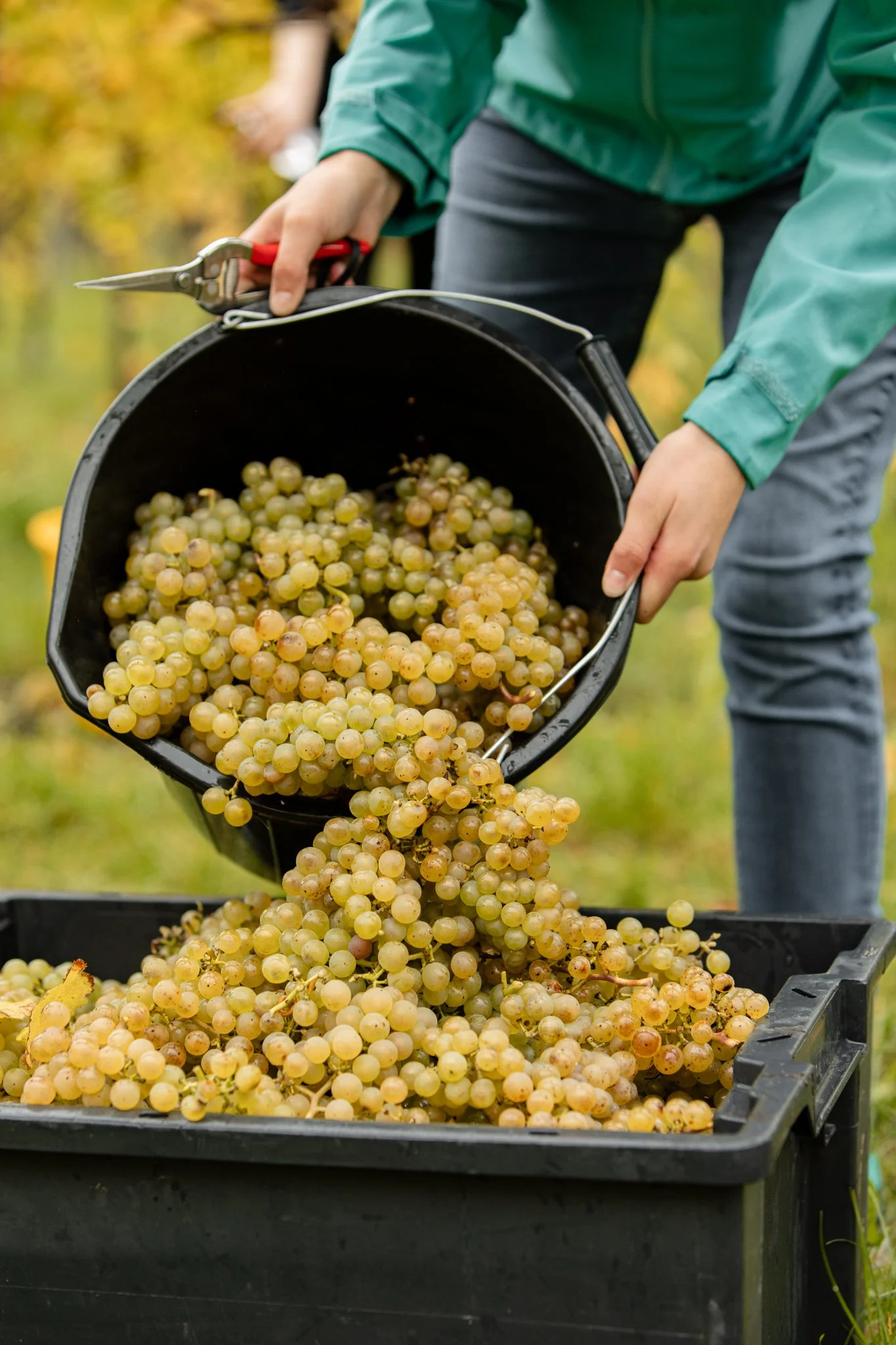 Ellen Richardson - Westwell Harvest 2025-93.jpg