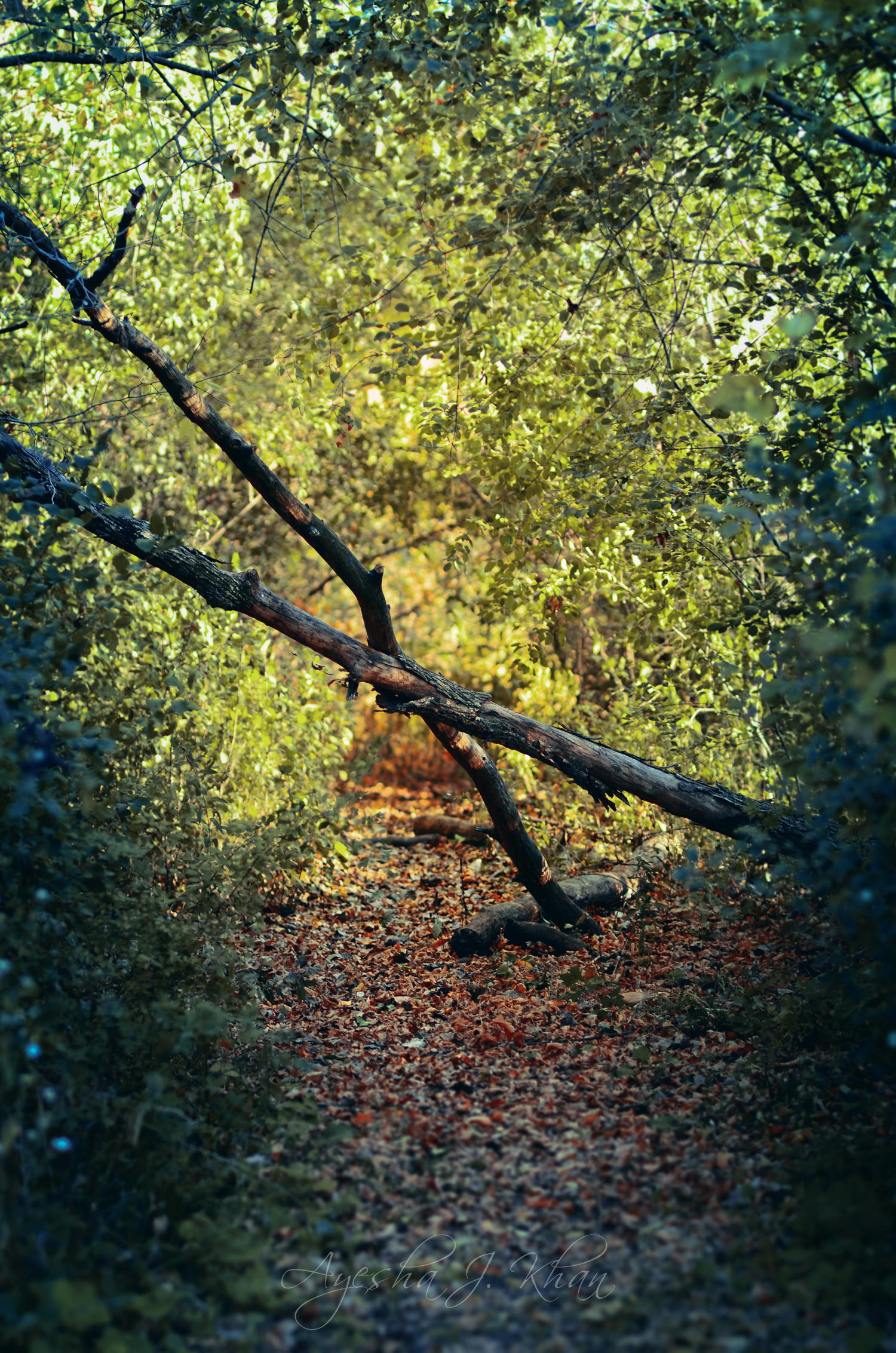 AJK PHOTOGRAPHY2-.jpg