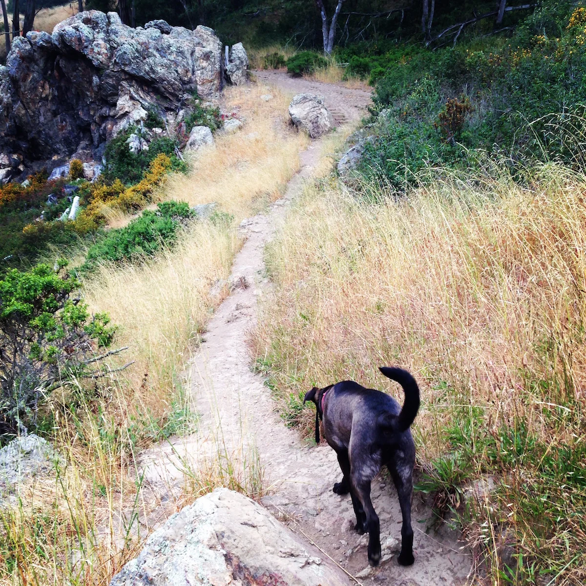dog hike_smaller.jpeg