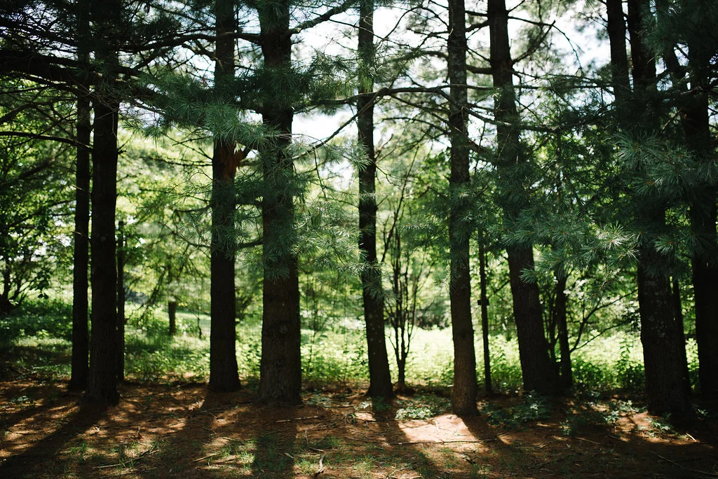 trees-wedding.jpg